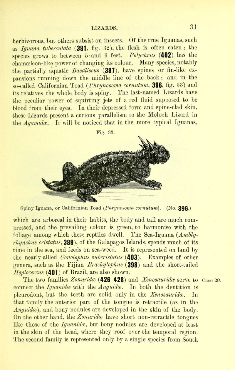 herbivorous, but others subsist on insects. Of the true Iguanas, such as Iguana tuberculata (381, fig- 32), the flesh is often eaten; the species grows to between 5*and 6 feet. Polychrus (402) has the cham9eleon-like power of changing its colour. Many species, notably the partially aquatic Basaliscus (387), have spines or fin-like ex- pansions running down the middle line of the back ; and in the so-called Californian Toad (Phrynosoma cornutum, 396, fig- 33) and its relatives the whole body is spiny. The last-named Lizards have the peculiar power of squirting jets of a red fluid supposed to be blood from their eyes. In their depressed form and spine-clad skin, these Lizards present a curious parallelism to the Moloch Lizard in the Agamidm. It will be noticed that in the more typical Iguanas, Fig. 33. Spiny Iguana, or Californian Toad (Phrynosoma cornutum). (No. 396 ) which are arboreal in their habits, the body and tail are much com- pressed, and the prevailing colour is green, to harmonise with the foliage among which these reptiles dwell. The Sea-Iguana (Arnbly- rhynchus cristatus, 389), of the Galapagos Islands, spends much of its time in the sea, and feeds on sea-weed. It is represented on land by the nearly allied OonoJophus subcristatus (403). Examples of other genera, such as the Fijian Brachylophus (398) and the short-tailed Hoplocercus (401) of Brazil, are also shown. The two families Zonuridcz (426-428) and Xenosauridcc serve to Case 20. connect the Iguanidcc with the Anguidce. In both the dentition is pleurodont, but the teeth are solid only in the Xenosauridce. In that family the anterior part of the tongue is retractile (as in the Anguidcc), and bony nodules are developed in the skin of the body. On the other hand, the Zonuridcc have short non-retractile tongues like those of the Iguanidce, but bony nodules are developed at least in the skin of the head, where they roof over the temporal region. The second family is represented only by a single species from South