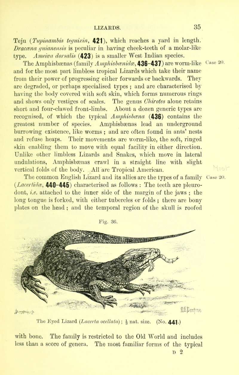 Teju (Tupinambis teguixin, 421), which reaches a yard in length. Draccena guianensis is peculiar in having cheek-teeth of a molar-like type. Ameiva dorsalis (423) is a smaller West Indian species. The Amphisbsenas (family Amphisbamidm, 436-437) are worm-like and for the most part limbless tropical Lizards which take their name from their power of progressing either forwards or backwards. They are degraded, or perhaps specialised types ; and are characterised by having the body covered with soft skin, which forms numerous rings and shows only vestiges of scales. The genus Ghirotes alone retains short and four-clawed front-limbs. About a dozen generic types are recognised, of which the typical Amphisbcena (436) contains the greatest number of species. Amphisbsenas lead an underground burrowing existence, like worms ; and are often found in ants’ nests and refuse heaps. Their movements are worm-like, the soft, ringed skin enabling them to move with equal facility in either direction. Unlike other limbless Lizards and Snakes, which move in lateral undulations, Amphisbsenas crawl in a straight line with slight vertical folds of the body. AH are Tropical American. The common English Lizard and its allies are the types of a family (.Lacertidm, 440-445) characterised as follows : The teeth are pleuro- dont, i.e. attached to the inner side of the margin of the jaws ; the long tongue is forked, with either tubercles or folds ; there are bony plates on the head; and the temporal region of the skull is roofed Fig. 36. The Eyed Lizard (Lacerta ocellata); ^ nat. size. (No. 441-) with bone. The family is restricted to the Old World and includes less than a score of genera. The most familiar forms of the typical d 2 Case Case