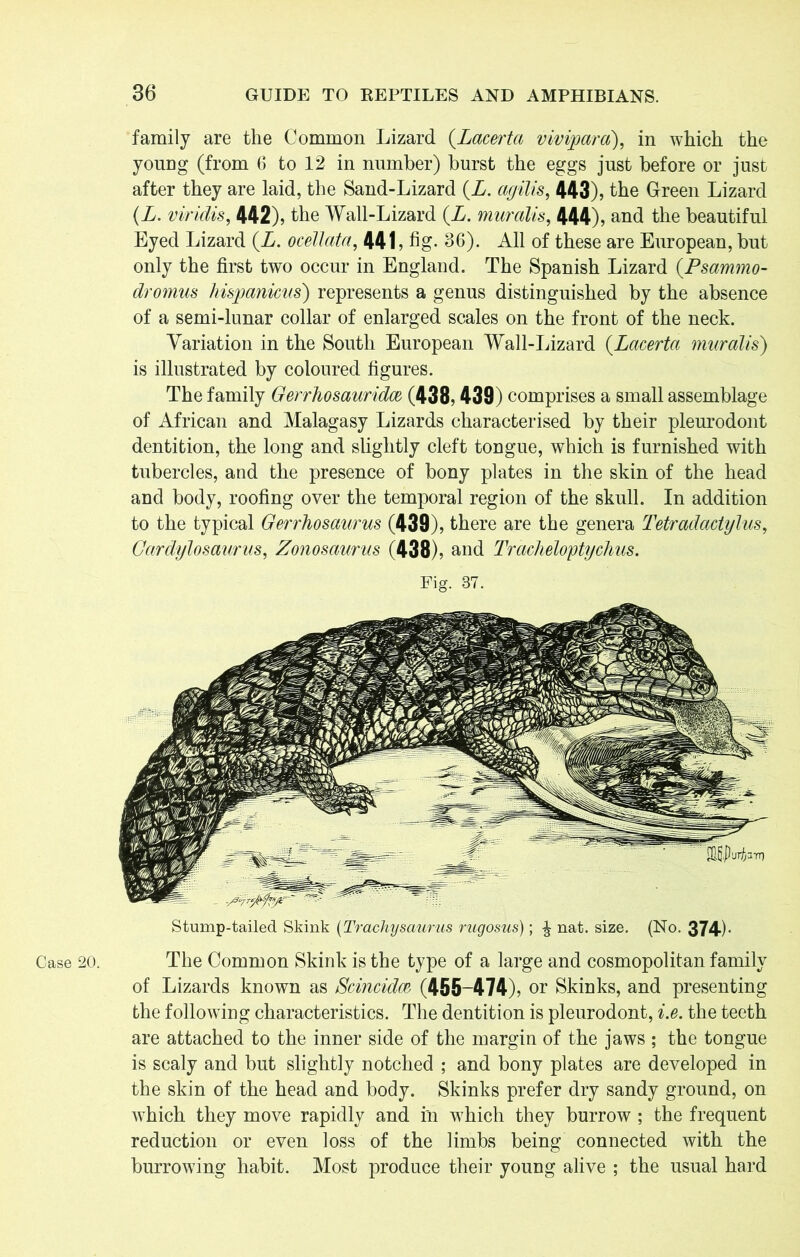 Case 20. family are the Common Lizard (Lacerta vivipara), in which the young (from 6 to 12 in number) burst the eggs just before or just after they are laid, the Sand-Lizard (L. agilis, 443), the Green Lizard (L. viridis, 442), the Wall-Lizard (L. mar alts, 444), and the beautiful Eyed Lizard (L. ocellata, 441, fig- 36). All of these are European, but only the first two occur in England. The Spanish Lizard (.Psammo- dromus hispanicus') represents a genus distinguished by the absence of a semi-lunar collar of enlarged scales on the front of the neck. Variation in the South European Wall-Lizard (.Lacerta muralis) is illustrated by coloured figures. The family Gerrhosauridce (438,439) comprises a small assemblage of African and Malagasy Lizards characterised by their pleurodont dentition, the long and slightly cleft tongue, which is furnished with tubercles, and the presence of bony plates in the skin of the head and body, roofing over the temporal region of the skull. In addition to the typical Gerrhosaurus (439), there are the genera Tetradactylus, Gardylosaurus, Zonosaurus (438), and Tracheloptychus. Fig. 37. Stump-tailed Skink (Trachysaurus rugosus); ^ nat. size. (No. 374)- The Common Skink is the type of a large and cosmopolitan family of Lizards known as Scincidw (455-474), or Skinks, and presenting the following characteristics. The dentition is pleurodont, i.e. the teeth are attached to the inner side of the margin of the jaws ; the tongue is scaly and but slightly notched ; and bony plates are developed in the skin of the head and body. Skinks prefer dry sandy ground, on wdiich they move rapidly and in which they burrow ; the frequent reduction or even loss of the limbs being connected with the burrowing habit. Most produce their young alive ; the usual hard