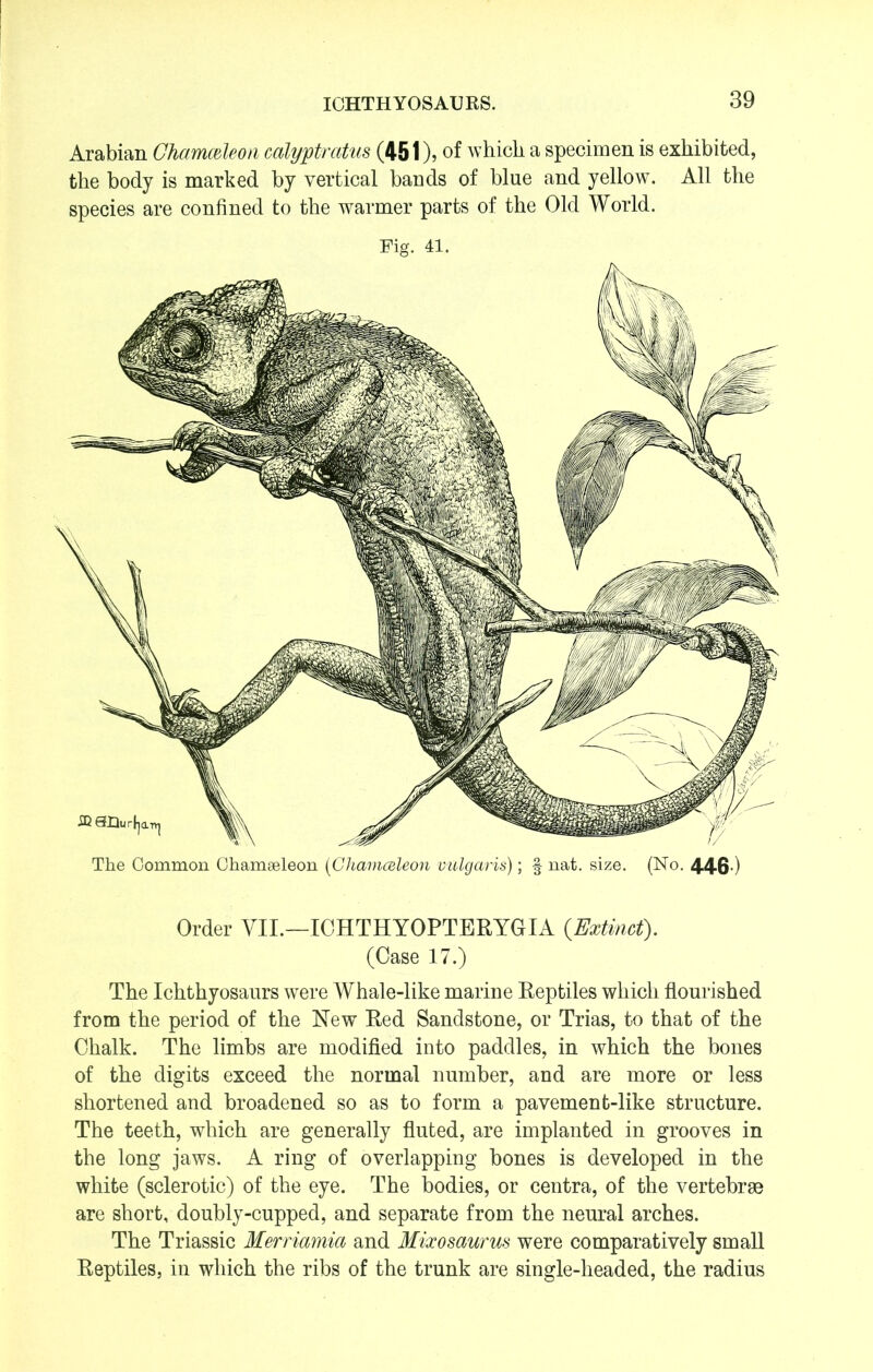 Arabian Ohamcdeon calyptmtus (451), of which a specimen is exhibited, the body is marked by vertical bands of blue and yellow. All the species are confined to the warmer parts of the Old World. Fig. 41. The Common Chamseleon (Chamceleon vulgaris); § nat. size. (No. 446 ) Order VII.—ICHTHYOPTERYGIA {Extinct). (Case 17.) The Ichthyosaurs were Whale-like marine Reptiles which flourished from the period of the New Red Sandstone, or Trias, to that of the Chalk. The limbs are modified into paddles, in which the bones of the digits exceed the normal number, and are more or less shortened and broadened so as to form a pavement-like structure. The teeth, which are generally fluted, are implanted in grooves in the long jaws. A ring of overlapping bones is developed in the white (sclerotic) of the eye. The bodies, or centra, of the vertebrae are short, doubly-cupped, and separate from the neural arches. The Triassic Merriamia and Mixosaurus were comparatively small Reptiles, in which the ribs of the trunk are single-headed, the radius \ %