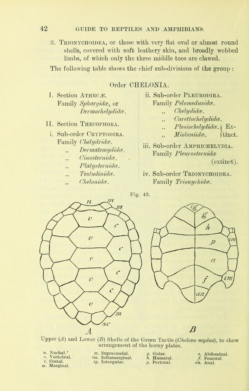 3. Trionychoidea, or those with very flat oval or almost round shells, covered with soft leathery skin, and broadly webbed limbs, of which only the three middle toes are clawed. The following table shows the chief sub-divisions of the group : Order CHELONIA. I. Section Attiecas. Family Sphargidw, or Dermochelydidw. II. Section Thecophora. i. Sub-order Cryptodira. Family Chelydridm. „ Dermatemydidce. ., Cinosternidw. Platysternidce. ., Testudinidce. „ Chelonidw. ii. Sub-order Pleurodira. Family Pelomedusidm. „ Chelydidw. „ Garettochelydidw. Plesiochelydidc&A Ex- „ Miolciniidce,. jtinct. iii. Sub-order Amphichelydia. Family Pleurosternidce (extinct). iv. Sub-order Trionychoidea. Family Trionychidw. Pig. 43. Upper (A) and Lower (B) Shells of the Green Turtle (Chelone mydas), to show arrangement of the horny plates. n. Nuchal.* sc. Supracaudal. g. Gular. a. Abdominal. v. Vertebral. im. Inframarginal. h. Humeral. /. Femoral, c. Costal. ig. Intergular. p. Pectoral. an. Anal. m. Marginal.
