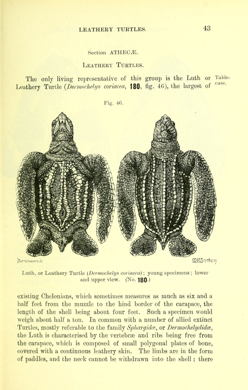 Section ATHECiE. Leathery Turtles. The only living representative of this group is the Luth or Table- Leathery Turtle (Dermochelys coriacea, 180, fig. 46), the largest of case' Fig. 46. ^utteKworth Jc &8JD ijrhay Luth, or Leathery Turtle (Dermochelys coriacea); young specimens; lower and upper view. (No. 180-) existing Chelonians, which sometimes measures as much as six and a half feet from the muzzle to the hind border of the carapace, the length of the shell being about four feet. Such a specimen would weigh about half a ton. In common with a number of allied extinct Turtles, mostly referable to the family Sphargidce, or Dermochelydidce, the Luth is characterised by the vertebrae and ribs being free from the carapace, which is composed of small polygonal plates of bone, covered with a continuous leathery skin. The limbs are in the form of paddles, and the neck cannot be withdrawn into the shell; there