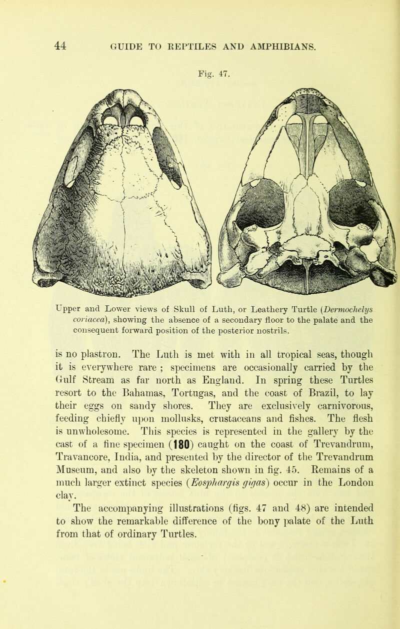 Fig. 47. Upper and Lower views of Skull of Luth, or Leathery Turtle (Dermochelys coriacea), showing the absence of a secondary floor to the palate and the consequent forward position of the posterior nostrils. is no plastron. The Luth is met with in all tropical seas, though it is everywhere rare ; specimens are occasionally carried by the Gulf Stream as far north as England. In spring these Turtles resort to the Bahamas, Tortugas, and the coast of Brazil, to lay their eggs on sandy shores. They are exclusively carnivorous, feeding chiefly upon mollusks, crustaceans and fishes. The flesh is unwholesome. This species is represented in the gallery by the cast of a fine specimen (180) caught on the coast of Trevandrum, Travancore, India, and presented by the director of the Trevandrum Museum, and also by the skeleton shown in fig. 45. Bemains of a much larger extinct species (Eosphargis gigas) occur in the London clay. The accompanying illustrations (figs. 47 and 48) are intended to show the remarkable difference of the bony palate of the Luth from that of ordinary Turtles.