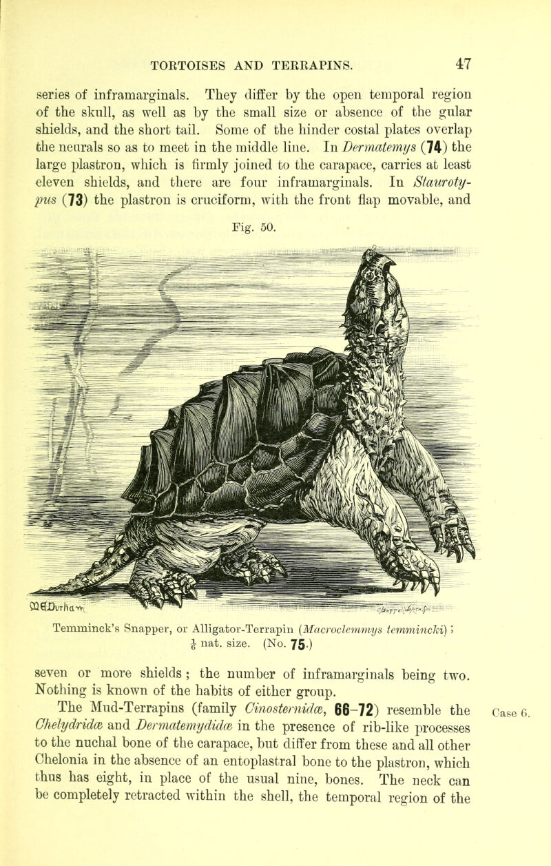 series of inframarginals. They differ by the open temporal region of the skull, as well as by the small size or absence of the gnlar shields, and the short tail. Some of the hinder costal plates overlap the neurals so as to meet in the middle line. In Dermatemys (74) the large plastron, which is firmly joined to the carapace, carries at least eleven shields, and there are four inframarginals. In Stauroty- pus (73) the plastron is cruciform, with the front flap movable, and Fig. 50. Temminck’s Snapper, or Alligator-Terrapin (Macroclemmys temmincki) 5 £ nat. size. (No. 75-) seven or more shields; the number of inframarginals being two. Nothing is known of the habits of either group. The Mud-Terrapins (family Cinosternidw, 66—72) resemble the Chelydridw and Dermatemydidce, in the presence of rib-like processes to the nuchal bone of the carapace, but differ from these and all other Chelonia in the absence of an entoplastral bone to the plastron, which thus has eight, in place of the usual nine, bones. The neck can be completely retracted within the shell, the temporal region of the Case 6.