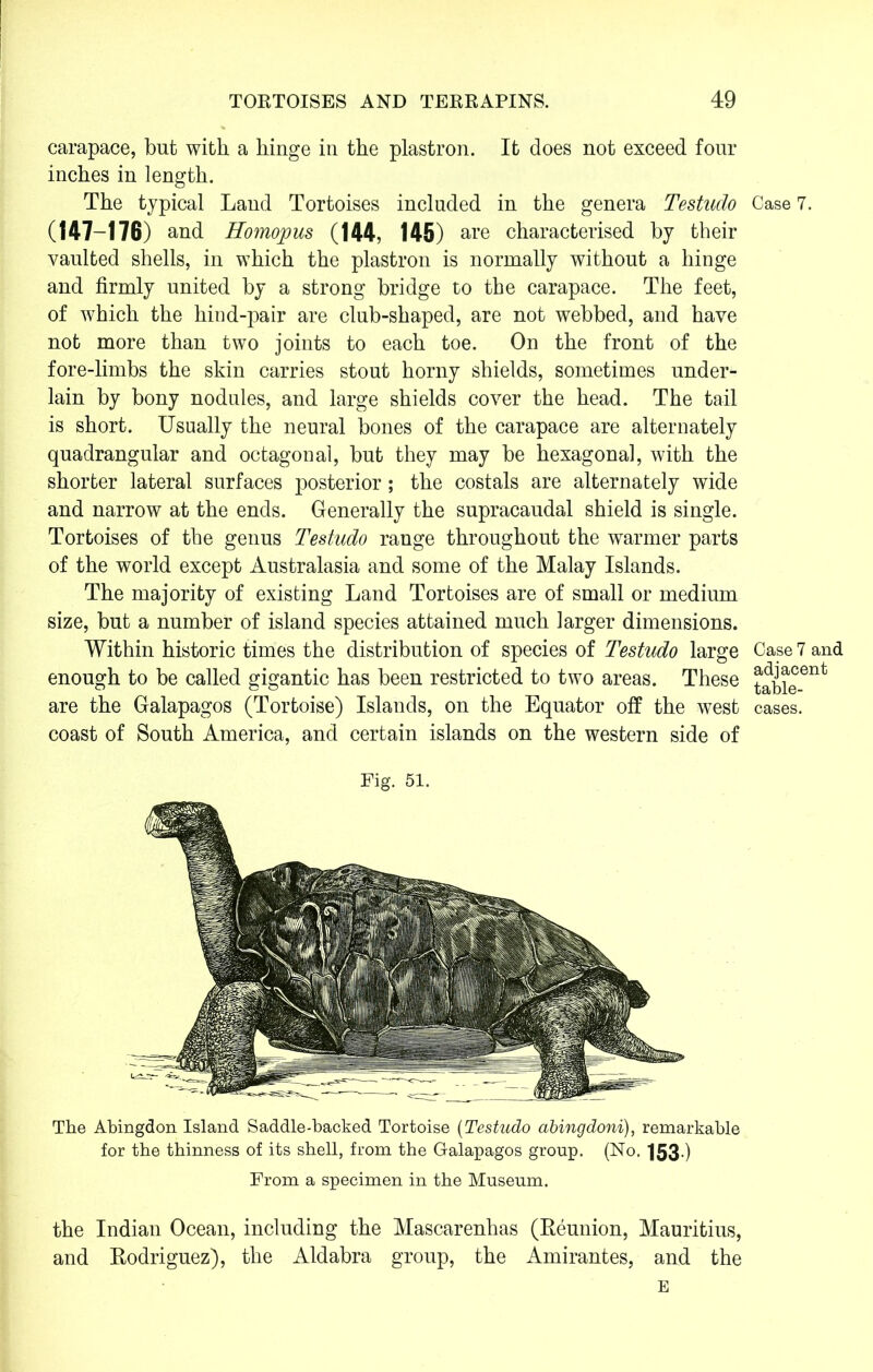 carapace, but with a hinge in the plastron. It does not exceed four inches in length. The typical Land Tortoises included in the genera Testado Case 7. (147-176) and Homopus (144, 145) are characterised by their vaulted shells, in which the plastron is normally without a hinge and firmly united by a strong bridge to the carapace. The feet, of which the hind-pair are club-shaped, are not webbed, and have not more than two joints to each toe. On the front of the fore-limbs the skin carries stout horny shields, sometimes under- lain by bony nodules, and large shields cover the head. The tail is short. Usually the neural bones of the carapace are alternately quadrangular and octagonal, but they may be hexagonal, with the shorter lateral surfaces posterior; the costals are alternately wide and narrow at the ends. Generally the supracaudal shield is single. Tortoises of the genus Testudo range throughout the warmer parts of the world except Australasia and some of the Malay Islands. The majority of existing Land Tortoises are of small or medium size, but a number of island species attained much larger dimensions. Within historic times the distribution of species of Testudo large Case 7 and enough to be called gigantic has been restricted to two areas. These table-6*1* are the Galapagos (Tortoise) Islands, on the Equator off the west cases, coast of South America, and certain islands on the western side of Fig. 51. The Abingdon Island Saddle-backed Tortoise (Testudo abingdoni), remarkable for the thinness of its shell, from the Galapagos group. (No. 153 ) From a specimen in the Museum. the Indian Ocean, including the Mascarenhas (Reunion, Mauritius, and Rodriguez), the Aldabra group, the Amirantes, and the E