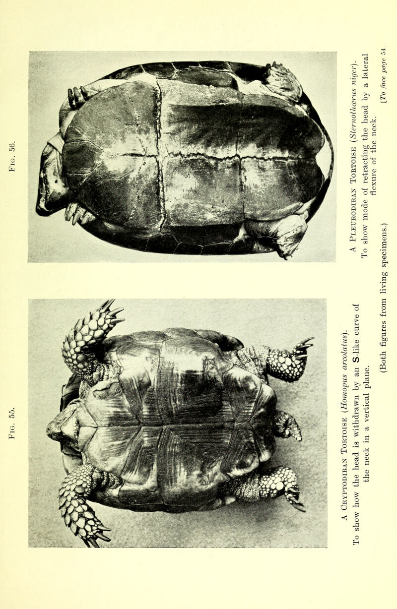 A Cryptodiran Tortoise (Homopus arcolatus). flexure of the neck. (Both figures from living specimens.) \To face page 54