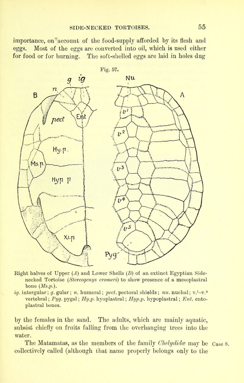 importance, on^account of the food-supply afforded by its flesh and eggs. Most of the eggs are converted into oil, which is used either for food or for burning. The soft-shelled eggs are laid in holes dug Fig. 57. Right halves of Upper {A) and Lower Shells (B) of an extinct Egyptian Side- necked Tortoise (Stereogenys cromeri) to show presence of a mesoplastral bone (Ms.p.). ig. intergular; g. gular; n. humeral; pect. pectoral shields ; nu. nuchal; v^-v.5 vertebral; Pyg. pygal; Hyp. hyoplastral; Hyp.p. hypoplastral; Ent. ento- plastral bones. by the females in the sand. The adults, which are mainly aquatic, subsist chiefly on fruits falling from the overhanging trees into the water. The Matamatas, as the members of the family Ghelydidce may be Case 8. collectively called (although that name properly belongs only to the