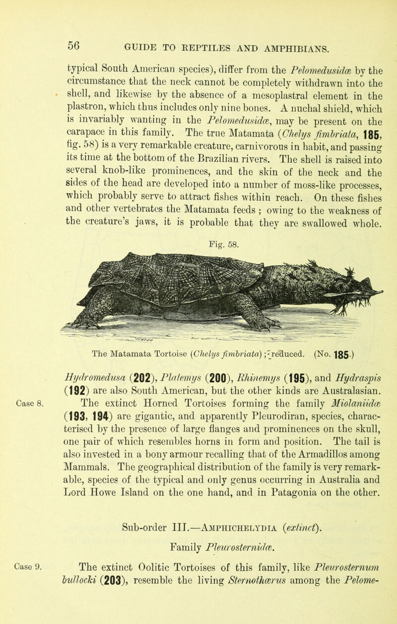 Case 8. Case 9. typical South American species), differ from the Pelomedusidce by the circumstance that the neck cannot be completely withdrawn into the shell, and likewise by the absence of a mesoplastral element in the plastron, which thus includes only nine bones. A nuchal shield, which is invariably wanting in the Pelomedusidce, may be present on the carapace in this family. The true Matamata (Chelys fimbriata, 185, fig. 58) is a very remarkable creature, carnivorous in habit, and passing its time at the bottom of the Brazilian rivers. The shell is raised into several knob-like prominences, and the skin of the neck and the sides of the head are developed into a number of moss-like processes, which probably serve to attract fishes within reach. On these fishes and other vertebrates the Matamata feeds ; owing to the weakness of the creature’s jaws, it is probable that they are swallowed whole. Fig. 58. The Matamata Tortoise (Chelys fimbriata) ;rreduced. (No. 185 ) Hydromedusa (202), Platemys (200), Rhinemys (195), and Hydraspis (192) are also South American, but the other kinds are Australasian. The extinct Horned Tortoises forming the family Miolaniidce (193, 194) are gigantic, and apparently Pleurodiran, species, charac- terised by the presence of large flanges and prominences on the skull, one pair of which resembles horns in form and position. The tail is also invested in a bony armour recalling that of the Armadillos among Mammals. The geographical distribution of the family is very remark- able, species of the typical and only genus occurring in Australia and Lord Howe Island on the one hand, and in Patagonia on the other. Sub-order III.—Amphiche lydia {extinct). Family Pleurosternidce. The extinct Oolitic Tortoises of this family, like Pleurosternum bullocki (203), resemble the living Sternothcerus among the Pelome-