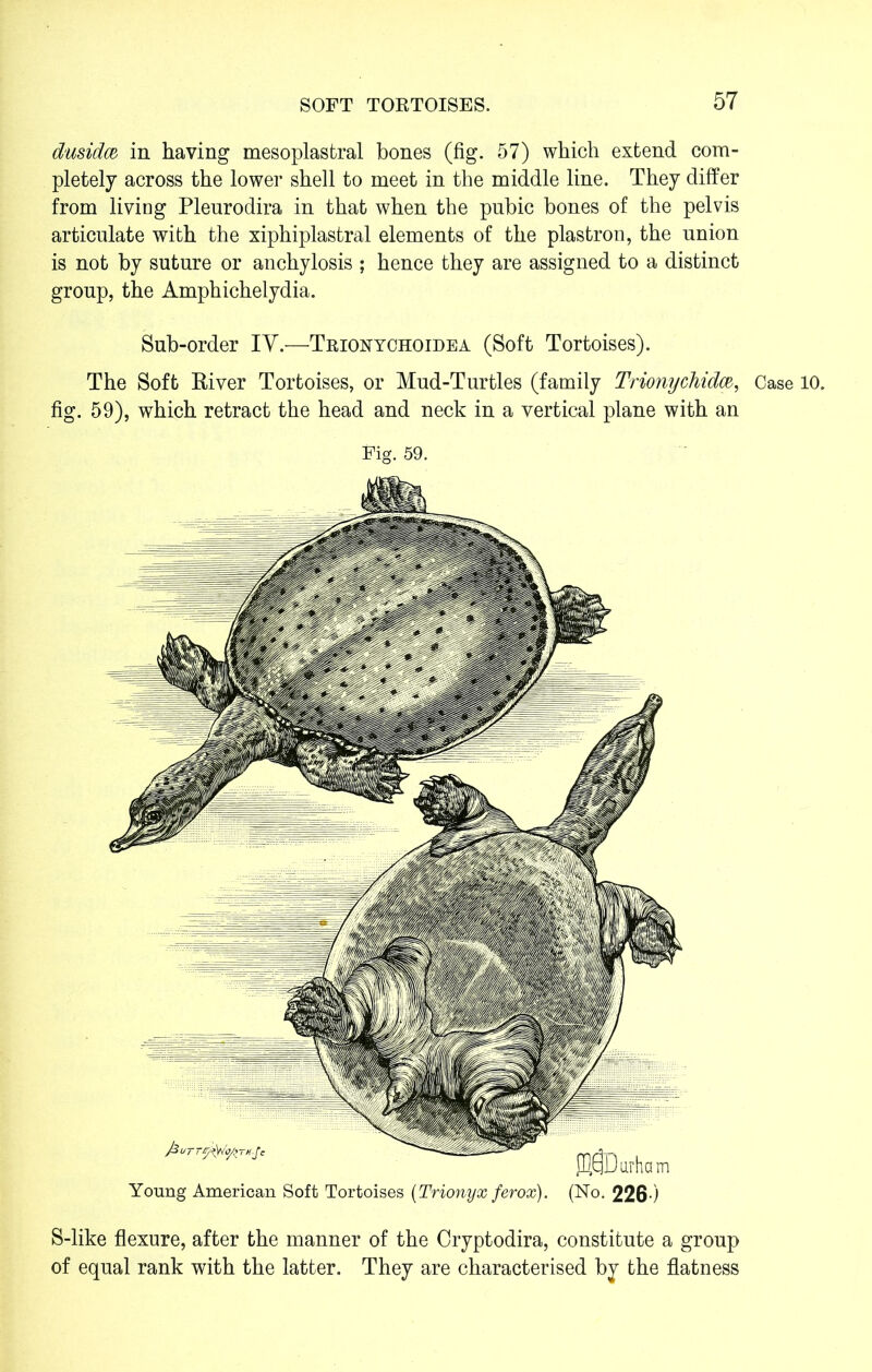 dusidce in having mesoplastral bones (fig. 57) which extend com- pletely across the lower shell to meet in the middle line. They differ from living Pleurodira in that when the pnbic bones of the pelvis articulate with the xiphiplastral elements of the plastron, the union is not by suture or anchylosis ; hence they are assigned to a distinct group, the Amphichelydia. Sub-order IY.—Trionychoidea (Soft Tortoises). The Soft River Tortoises, or Mud-Turtles (family Trionychidm, Case fig. 59), which retract the head and neck in a vertical plane with an Fig. 59. Young American Soft Tortoises (Trionyx ferox). (No. 226-) S-like flexure, after the manner of the Cryptodira, constitute a group of equal rank with the latter. They are characterised by the flatness