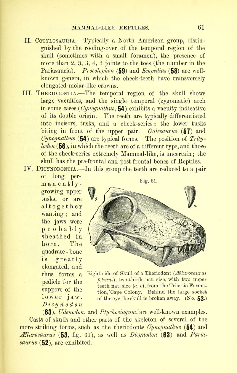 II. Cotylosauria.—Typically a North American group, distin- guished by the roofing-over of the temporal region of the skull (sometimes with a small foramen), the presence of more than 2, 3, 3, 4, 3 joints to the toes (the number in the Pariasanria). Procolophon (59) and Empedias (58) are well- known genera, in which the cheek-teeth have transversely elongated molar-like crowns. III. Theriodontia.—The temporal region of the skull shows large vacuities, and the single temporal (zygomatic) arch in some cases (Gynognathus, 54) exhibits a vacuity indicative of its double origin. The teeth are typically differentiated into incisors, tusks, and a cheek-series ; the lower tusks biting in front of the upper pair. Galesaurus (57) and Gynognathus (54) are typical forms. The position of Trity- lodon (56), in which the teeth are of a different type, and those of the cheek-series extremely Mammal-like, is uncertain; the skull has the pre-frontal and post-frontal bones of Reptiles. IV. Dicynodontia.—In this group the teeth are reduced to a pair of long per- manenfc'ly- growing upper tusks, or are altogether wanting ; and the jaws were probably sheathed in horn. The quadrate - bone is greatly elongated, and thus forms a pedicle for the support of the lower jaw. D icy n o don (63), Udenodon, and Ptycliosiagum, are well-known examples. Casts of skulls and other parts of the skeleton of several of the more striking forms, such as the theriodonts Gynognathus (54) and JElurosaurus (53, fig. 61), as well as Dicynodon (63) and Paria- saurus (52), are exhibited. Fig. 61. Right side of Skull of a Theriodont (JElurosaurus felinus), two-thirds nat. size, with two upper teeth nat. size (a, b), from the Triassic Forma- tion,*Gape Colony. Behind the large socket of the eye the skull is broken away. (No. 53-)