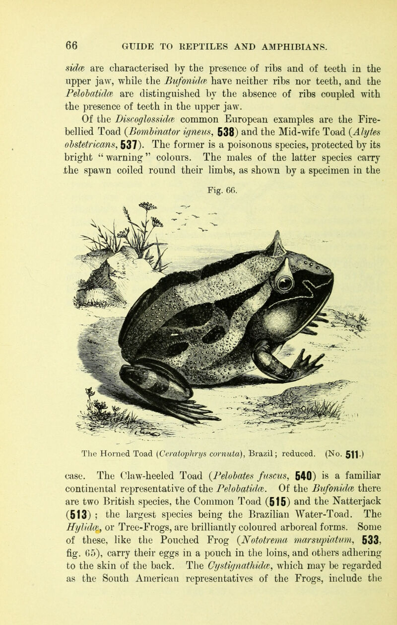 sidm are characterised by the presence of ribs and of teeth in the upper jaw, while the Bufonidcv have neither ribs nor teeth, and the Pelobatidce are distinguished by the absence of ribs coupled with the presence of teeth in the upper jaw. Of the Discoglossidw common European examples are the Fire- bellied Toad (Bombinator igneus, 538) and the Mid-wife Toad (.Alytes obstetr leans, 537). The former is a poisonous species, protected by its bright “warning” colours. The males of the latter species carry the spawn coiled round their limbs, as shown by a specimen in the Fig. 66. The Horned Toad (Ceratophrys cornuta), Brazil; reduced. (No. 511 •) case. The Claw-heeled Toad (Pelobates fuscus, 540) is a familiar continental representative of the Pelobatidw. Of the Bufonidce there are two British species, the Common Toad (515) and the Natterjack (513); the largest species being the Brazilian Water-Toad. The Hylidq% or Tree-Frogs, are brilliantly coloured arboreal forms. Some of these, like the Pouched Frog (Nototrema marsupiatum, 533, fig. 65), carry their eggs in a pouch in the loins, and others adhering to the skin of the back. The Cystignathidoz, which may be regarded as the South American representatives of the Frogs, include the