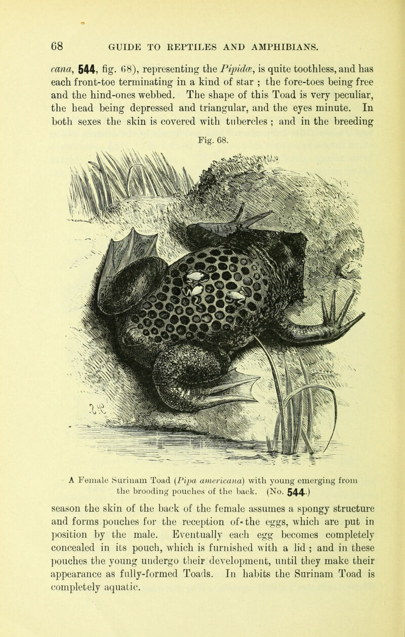 cana, 544, fig. 68), representing the Pipidw, is quite toothless, and has each front-toe terminating in a kind of star ; the fore-toes being free and the hind-ones webbed. The shape of this Toad is very peculiar, the head being depressed and triangular, and the eyes minute. In both sexes the skin is covered with tubercles ; and in the breeding Fig. 68. A Female Surinam Toad (Pipa americana) with young emerging from the brooding pouches of the back. (No. 544-) season the skin of the back of the female assumes a spongy structure and forms pouches for the reception of-the eggs, which are put in position by the male. Eventually each egg becomes completely concealed in its pouch, which is furnished with a lid ; and in these pouches the young undergo their development, until they make their appearance as fully-formed Toads. In habits the Surinam Toad is completely aquatic.