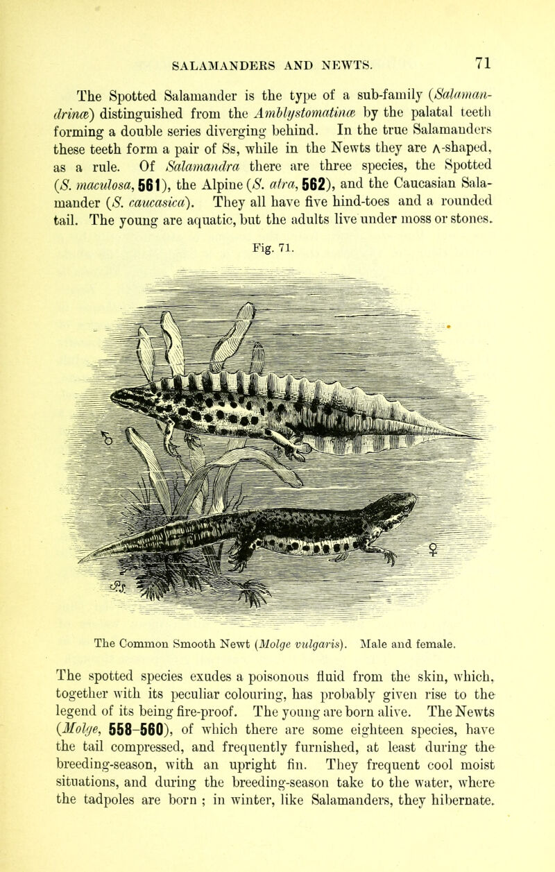 The Spotted Salamander is the type of a sub-family (Salaman- drince) distinguished from the Amblystomatince by the palatal teeth forming a double series diverging behind. In the true Salamanders these teeth form a pair of Ss, while in the Newts they are a-shaped, as a rule. Of Salamandra there are three species, the Spotted {S. maculosa, 561), the Alpine (N. atra, 562), and the Caucasian Sala- mander {S. caucasica). They all have five hind-toes and a rounded tail. The young are aquatic, but the adults live under moss or stones. Fig. 71. The Common Smooth Newt (Molge vulgaris). Male and female. The spotted species exudes a poisonous fluid from the skin, which, together with its peculiar colouring, has probably given rise to the legend of its being fire-proof. The young are born alive. The Newts {Molge, 558-560), of which there are some eighteen species, have the tail compressed, and frequently furnished, at least during the breeding-season, with an upright fin. They frequent cool moist situations, and during the breeding-season take to the water, where the tadpoles are born ; in winter, like Salamanders, they hibernate.