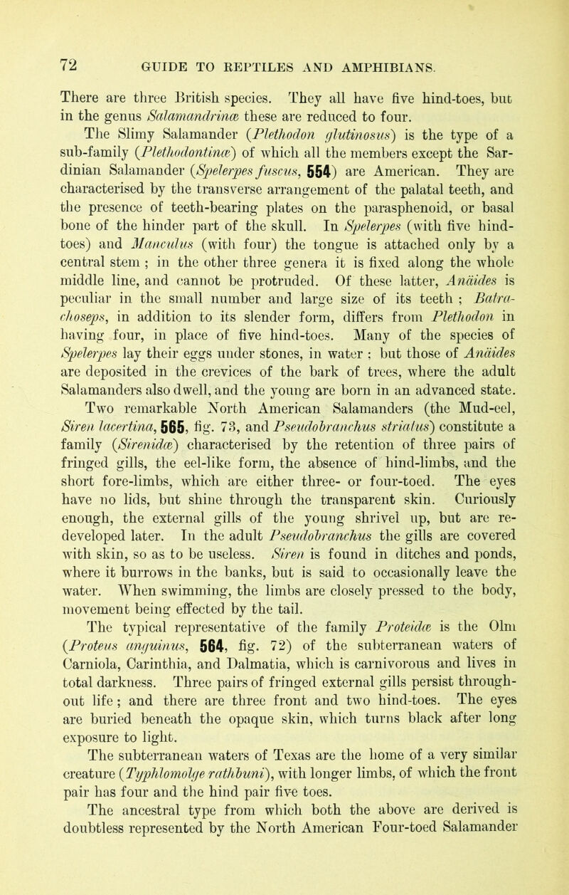 There are three British species. They all have five hind-toes, but in the genus Salamandrince these are reduced to four. The Slimy Salamander (.Plethodon glutinosus) is the type of a sub-family (.Plethodontincei) of which all the members except the Sar- dinian Salamander (-Spelerpes fuscus, 554) are American. They are characterised by the transverse arrangement of the palatal teeth, and the presence of teeth-bearing plates on the parasphenoid, or basal bone of the hinder part of the skull. In Spelerpes (with five hind- toes) and Mamulus (with four) the tongue is attached only by a central stem ; in the other three genera it is fixed along the whole middle line, and cannot be protruded. Of these latter, Andides is peculiar in the small number and large size of its teeth ; Batra- choseps, in addition to its slender form, differs from Plethodon in having four, in place of five hind-toes. Many of the species of Spelerpes lay their eggs under stones, in water : but those of Andides are deposited in the crevices of the bark of trees, where the adult Salamanders also dwell, and the young are born in an advanced state. Two remarkable North American Salamanders (the Mud-eel, Siren lacertina, 565, hg. 73, and Pseudohranchus striatus) constitute a family (Sirenidce) characterised by the retention of three pairs of fringed gills, the eel-like form, the absence of hind-limbs, and the short fore-limbs, which are either three- or four-toed. The eyes have no lids, but shine through the transparent skin. Curiously enough, the external gills of the young shrivel up, but are re- developed later. In the adult Pseudohranchus the gills are covered with skin, so as to be useless. Siren is found in ditches and ponds, where it burrows in the banks, but is said to occasionally leave the water. When swimming, the limbs are closely pressed to the body, movement being effected by the tail. The typical representative of the family Proteidce is the Olm (.Proteus anguinus, 564, fig. 72) of the subterranean waters of Carniola, Carinthia, and Dalmatia, which is carnivorous and lives in total darkness. Three pairs of fringed external gills persist through- out life; and there are three front and two hind-toes. The eyes are buried beneath the opaque skin, which turns black after long exposure to light. The subterranean waters of Texas are the home of a very similar creature (Typhlomolge rathhuni), with longer limbs, of which the front pair has four and the hind pair five toes. The ancestral type from which both the above are derived is doubtless represented by the North American Four-toed Salamander