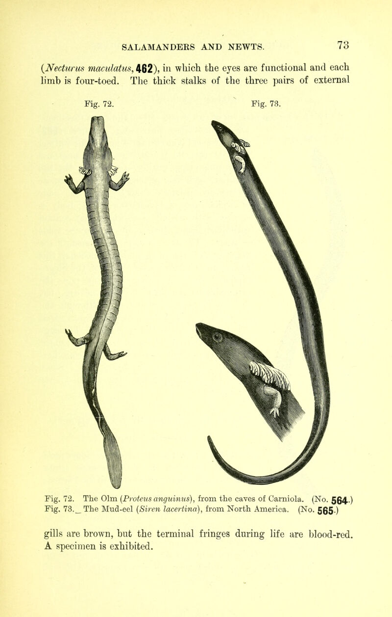 (Necturus maculatus, 462), in which the eyes are functional and each limb is four-toed. The thick stalks of the three pairs of external Fig. 72. Fig. 73. Fig. 72. The 01m (Proteus anguinus), from the caves of Carniola. (No. 564.) Fig. 73._ The Mud-eel (Siren lacertina), from North America. (No. 565 ) gills are brown, hut the terminal fringes during life are blood-red. A specimen is exhibited.