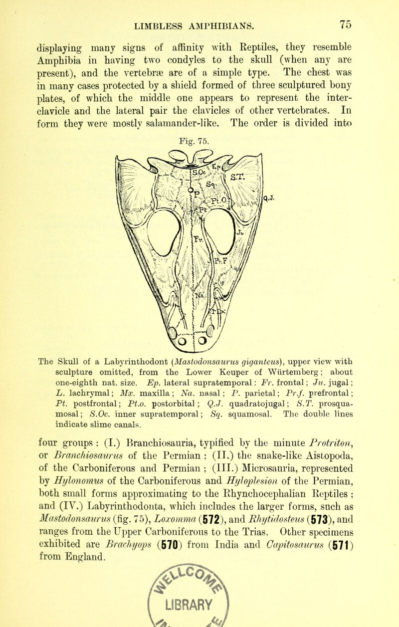 displaying many signs of affinity with Reptiles, they resemble Amphibia in haying two condyles to the skull (when any are present), and the vertebrae are of a simple type. The chest was in many cases protected by a shield formed of three sculptured bony plates, of which the middle one appears to represent the inter- clavicle and the lateral pair the clavicles of other vertebrates. In form they were mostly salamander-like. The order is divided into Fig. 75. The Skull of a Labyrinthodont (Mastodonsaurus giganteus), upper view with sculpture omitted, from the Lower Keuper of Wiirtemberg; about one-eighth nat. size. Ep. lateral supratemporal: Fr. frontal; Ju. jugal; L. lachrymal; Mx. maxilla ; Na. nasal; P. parietal; Pr.f. prefrontal; Pt. postfrontal; Pt.o. postorbital; Q.J. quadratojugal; S.T. prosqua- mosal; S.Oc. inner supratemporal; Sg. squamosal. The double lines indicate slime canals. four groups : (I.) Branchiosauria, typified by the minute Protriton, or Branchiosaurus of the Permian ; (II.) the snake-like Aistopoda, of the Carboniferous and Permian ; (III.) Microsauria, represented by Hylonomus of the Carboniferous and Hyloplesion of the Permian, both small forms approximating to the Rhynchocephalian Reptiles ; and (IV.) Labyrinthodonta, which includes the larger forms, such as Mastodonsaurus (fig. 75), Loxomma (572), and Rhytidosteus (573), and ranges from the Upper Carboniferous to the Trias. Other specimens exhibited are Brachyops (570) from India and Gapitosaurus (571) from England.