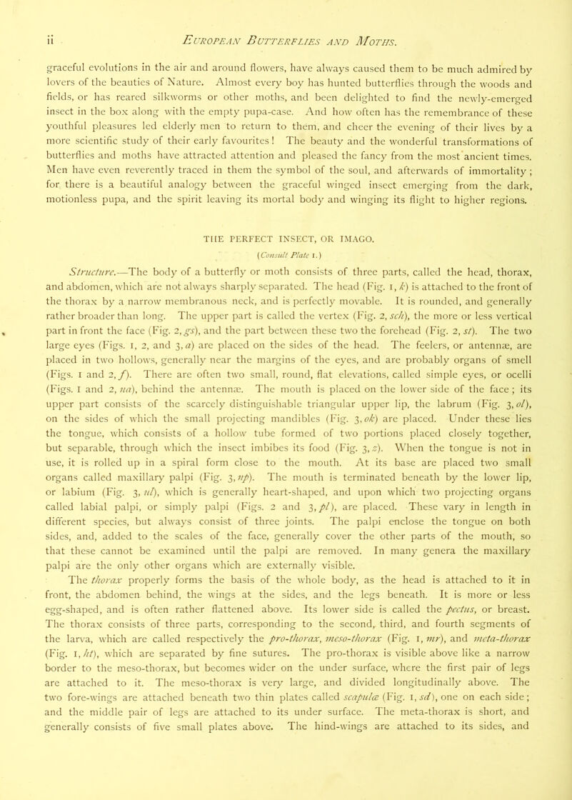 graceful evolutions in the air and around flowers, have always caused them to be much admired by lovers of the beauties of Nature, Almost every boy has hunted butterflies through the woods and fields, or has reared silkworms or other moths, and been delighted to find the newly-emerged insect in the box along with the empty pupa-case. And how often has the remembrance of these youthful pleasures led elderly men to return to them, and cheer the ev^ening of their lives by a more scientific study of their early favourites ! The beauty and the wonderful transformations of butterflies and moths have attracted attention and pleased the fancy from the most’ancient times. Men have even reverently traced in them the symbol of the soul, and afterwards of immortality ; for there is a beautiful analogy between the graceful winged insect emerging from the dark, motionless pupa, and the spirit leaving its mortal body and winging its flight to higher regions. TI[E PERFECT INSECT, OR IMAGO. (Consult Plate i.) Siruciitre.—The body of a butterfly or moth consists of three parts, called the head, thorax, and abdomen, which are not always sharply separated. The head (Fig. i, k) is attached to the front of the thora.x by a narrow membranous neck, and is perfectly movable. It is rounded, and generally rather broader than long. The upper part is called the vertex (Fig. 2, scii), the more or less vertical part in front the face (Fig. 2,gs), and the part between these two the forehead (Fig. 2, st). The two large eyes (Figs, i, 2, and i,a) are placed on the sides of the head. The feelers, or antennae, arc placed in two hollows, generally near the margins of the eyes, and are probably organs of smell (Figs. I and 2,/). There are often two small, round, flat elevations, called simple eyes, or ocelli (Figs. I and 2, tia), behind the antennae. The mouth is placed on the lower side of the face ; its upper part consists of the scarcely distinguishable triangular upper lip, the labrum (Fig. 3, t*/), on the sides of which the small projecting mandibles (Fig. 3,c/f’) are placed. Under these lies the tongue, which consists of a hollow tube formed of two portions placed closely together, but separable, through which the insect imbibes its food (I'ig. 3, z). When the tongue is not in use, it is rolled up in a spiral form close to the mouth. At its base arc placed two small organs called maxillary palpi (Fig. 3,;//). The mouth is terminated beneath by the lower lip, or labium (Fig. 3, ///), which is generally heart-shaped, and upon which two projecting organs called labial palpi, or simply palpi (Figs. 2 and 3,//), are placed. These vary in length in different species, but always consist of three joints. The palpi enclose the tongue on both sides, and, added to the scales of the face, generally cover the other parts of the mouth, so that these cannot be examined until the palpi are removed. In many genera the maxillary palpi are the only other organs which are externally visible. The thorax properly forms the basis of the whole body, as the head is attached to it in front, the abdomen behind, the wings at the sides, and the legs beneath. It is more or less egg-shaped, and is often rather flattened above. Its lower side is called the pectus, or breast. The thorax consists of three parts, corresponding to the second, third, and fourth segments of the lar\’a, which are called respectively the pro-thorax, meso-thorax (Fig. i, mr), and meta-thorax (Fig. \,ht), which are separated by fine sutures. The pro-thorax is visible above like a narrow border to the meso-thorax, but becomes wider on the under surface, where the first pair of legs are attached to it. The meso-thorax is very large, and divided longitudinally above. The two fore-wings are attached beneath two thin plates called scapulce (Fig. \,sd), one on each side; and the middle pair of legs are attached to its under surface. The meta-thorax is short, and generally consists of five small plates above. The hind-wings are attached to its sides, and