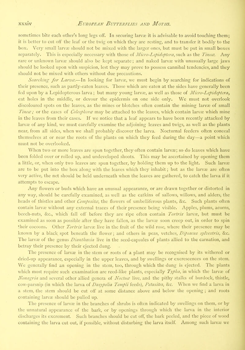 sometimes bite each other’s long legs off. In securing larv^ae it is advisable to avoid touching them; it is better to cut off the leaf or the twig on which they are resting, and to transfer it bodily to the box. Very small larvse should not be mixed with the larger ones, but must be put in small boxes separately. This is especially necessary with those of Micro-Lcpidoptcra, snc\\ as the TinccB. Any rare or unknown larvae should also be kept separate; and naked larvae with unusually large jaws should be looked upon with suspicion, lest they may prove to possess cannibal tendencies, and they should not be mixed with others without due precautions. Searching for Larvce.—In looking for larvae, we must begin by searching for indications of their presence, such as partly-eaten leaves. Those which are eaten at the sides have generally been fed upon by a Lepidopterous larva ; but many young larvae, as well as those of Micro-Lcpidoptcra., eat holes in the middle, or devour the epidermis on one side only. We must not overlook discoloured spots on the leaves, as the mines or blotches often contain the mining larvae of small Tincce; or the cases of Colcophorce may be attached to the leaves, which contain larvae which mine in the leaves from their cases. If we notice that a leaf appears to have been recently attacked by larvae of any kind, we must carefully examine the adjoining leaves and twigs, as well as the plants near, from all sides, when we shall probably discover the larva. Nocturnal feeders often conceal themselves at or near the roots of the plants on which they feed during the day—a point which must not be overlooked. When two or more leaves are spun together, they often contain larvae; so do leaves which have been folded over or rolled up, and undeveloped shoots. This may be ascertained by opening them a little, or, when only two leaves are spun together, by holding them up to the light. Such larvae are to be put into the box along with the leaves which they inhabit; but as the larvae are often very active, the net should be held underneath when the leaves are gathered, to catch the larva if it attempts to escape. Any flowers or buds which have an unusual appearance, or are drawn together or distorted in any way, should be carefully examined, as well as the catkins of sallows, willows, and alders, the heads of thistles and other Composites, the flowers of umbelliferous plants, &c. Such plants often contain larvce without any external traces of their presence being visible. Apples, plums, acorns, beech-nuts, &c., which fall off before they are ripe often contain Tortrix larvae, but must be examined as soon as possible after they have fallen, as the larvae soon creep out, in order to spin their cocoons. Other Tortrix larvae live in the fruit of the wild rose, where their presence may be known by a black spot beneath the flower; and others in peas, vetches, Dipsaens sylvestris, &c. The larvae of the genus Dianthcecia live in the seed-capsules of plants allied to the carnation, and betray their presence by their ejected dung. The presence of larvae in the stem or roots of a plant may be recognised by its withered or dried-up appearance, especially in the upper leaves, and by swellings or excrescences on the stem. We generally find an opening in the stem, too, through which the dung is ejected. The plants which most require such examination are reed-like plants, especially Typha, in which the larvae of Nonagria and several other allied genera of Noctuce live, and the pithy stalks of burdock, thistle, cow-parsnip (in which the larva of DasypoHa Templi feeds), Petasites, &c. When we find a larva in a stem, the stem should be cut off at some distance above and below the opening ; and roots containing larv'ae should be pulled up. The presence of larvae in the branches of shrubs is often indicated by swellings on them, or by the unnatural appearance of the bark, or by openings through which the larva in the interior discharges its excrement. Such branches should be cut off, the bark peeled, and the piece of wood containing the larva cut out, if possible, without disturbing the larva itself. Among such larvae we