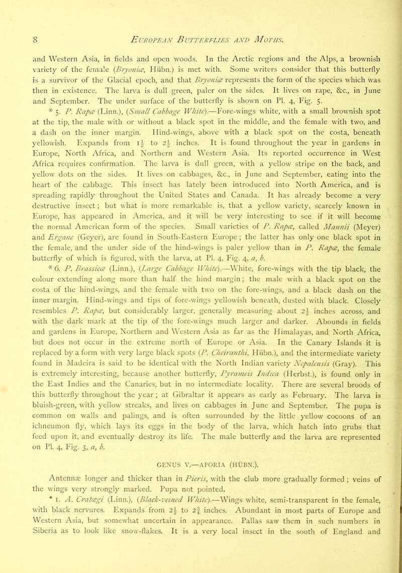 and Western Asia, in fields and open woods. In the Arctic regions and the Alps, a brownish variety of the female {Bryonice, Hiibn.) is met with. Some writers consider that this butterfly is a survivor of the Glacial epoch, and that Bryonies represents the form of the species which was then in existence. The larva is dull green, paler on the sides. It lives on rape, &c., in June and September. The under surface of the butterfly is shown on PI. 4, Fig. 5. * 5. P. Rapes (Linn.), {Small Cabbage White).—Fore-wings white, with a small brownish spot at the tip, the male with or without a black spot in the middle, and the female with two, and a dash on the inner margin. Hind-wings, above with a black spot on the costa, beneath yellowish. Expands from il, to 2h inches. It is found throughout the year in gardens in Europe, North Africa, and Northern and Western Asia. Its reported occurrence in West Africa requires confirmation. The larva is dull green, with a yellow stripe on the back, and yellow dots on the sides. It lives on cabbages, &c., in June and September, eating into the heart of the cabbage. This insect has lately been introduced into North America, and is spreading rapidly throughout the United States and Canada. It has already become a very destructive insect; but what is more remarkable is, that a yellow variety, scarcely known in P2urope, has appeared in America, and it will be very interesting to see if it will become the normal American form of the species. Small varieties of P. Rapes, called Mannii (Meyer) and Ergane (Geyer), are found in South-Eastern Europe; the latter has only one black spot in the female, and the under side of the hind-wings is paler yellow than in P. Rapes, the female butterfly of which is figured, with the larv^a, at PI. 4, Eig. 4, a, b. *6. P. Brassicts (Linn.), {Large Cabbage White).—White, fore-wings with the tip black, the colour extending along more than half the hind margin; the male wiih a black spot on the costa of the hind-wings, and the female with two on the fore-wings, and a black dash on the inner margin. Ilind-wings and tips of fore-wings yellowish beneath, dusted with black. Closely resembles P. Rapes, but considerably larger, generally measuring about 2\ inches across, and with the dark mark at the tip of the fore-wings much larger and darker. Abounds in fields and gardens in Europe, Northern and Western Asia as far as the Himalayas, and North Africa, but does not occur in the extreme north of Europe or Asia. In the Canary Islands it is replaced by a form with very large black spots {P. Cheiranthi, Hiibn.), and the intermediate variety found in IMadeira is said to be identical with the North Indian variety Nepalensis (Gray). This is extremely interesting, because another butterfly, Pyrameis Indica (Herbst.), is found only in the East Indies and the Canaries, but in no intermediate locality. There are several broods of this butterfly throughout the year ; at Gibraltar it appears as early as Eebruary. The larva is bluish-green, with yellow streaks, and lives on cabbages in June and September. The pupa is common on walls and palings, and is often surrounded by the little yellow cocoons of an ichneumon fly, which lays its eggs in the body of the larva, which hatch into grubs that feed upon it, and eventually destroy its life. The male butterfly and the larva are represented on PI. 4, Eig. 3, a, b. GENUS V.—APORIA (HUBN.). Antennae longer and thicker than in Pieris, with the club more gradually formed ; veins of the wings v^ery strongly marked. Pupa not pointed. * I. A. Cratesgi (Linn.), {Black-veineel White).—Wings white, semi-transparent in the female, with black nervures. Expands from 2\ to 2| inches. Abundant in most parts of Europe and Western Asia, but somewhat uncertain in appearance. Pallas saw them in such numbers in Siberia as to look like snow-flakes. It is a very local insect in the south of England and