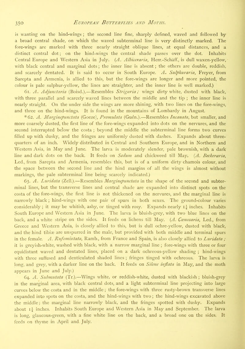 is wanting on the hind-wings ; the second line fine, sharply defined, waved and followed by a broad central shade, on which the waved subterminal line is very distinctly marked. The fore-wings are marked with three nearly straight oblique lines, at equal distances, and a distinct central dot; on the hind-wings the central shade passes over the dot. Inhabits Central Europe and Western Asia in July. {A. Albiceraria, Herr.-Schaff., is dull waxen-yellow, with black central and marginal dots ; the inner line is absent ; the others are double, reddish, and scarcely dentated. It is said to occur in South Europe. A. Sulphuraria, Freyer, from Sarepta and Armenia, is allied to this, but the fore-wings are longer and more pointed, the colour is pale sulphur-yellow, the lines are straighter, and the inner line is well marked.) 6i. A. Adjunctaria (Boise!.).—Resembles Strigaria; wings dirty white, dusted with black, with three parallel and scarcely waved lines between the middle and the tip ; the inner line is nearly straight. On the under side the wings are more shining, with two lines on the fore-wing.s, and three on the hind-wings. It is found in the mountains of Lombardy in August. *62. A. Marginepunctata (Goeze), Promnlata (Gu^n.).—Resembles Ptcanaia, but smaller, and more coarsely dusted, the first line of the fore-wings expanded into dots on the nervures, and the second interrupted below the costa ; beyond the middle the subterminal line forms two curves filled up with dusky, and the fringes are uniformly dusted with dashes. Expands about three- quarters of an inch. Widely distributed in Central and Southern Europe, and in Northern and Western Asia, in May and June. The larva is moderately slender, pale brownish, with a dark line and dark dots on the back. It feeds on Seduni and chickweed till May. {A. Beckeraria, Led., from Sarepta and Armenia, resembles this, but is of a uniform dirty chamois colour, and the space between the second line and the hind margins of all the wings is almost without markings, the pale subterminal line being scarcely indicated.) 63. A. Lnridata (Zell.).—Resembles Marginepunctata in the shape of the second and subter- minal lines, but the transverse lines and central shade are expanded into distinct spots on the costa of the fore-wings, the first line is not thickened on the nervures, and the marginal line is narrowly black ; hind-wings with one pair of spurs in both sexes. The ground-colour varies considerably; it may be whitish, ashy, or tinged with rosy. Expands nearly inches. Inhabits South Europe and Western Asia in June. The larva is bluish-grey, with two blue lines on the back, and a white stripe on the sides. It feeds on lichens till May. (A. Ccenosaria, Led., from Greece and Western Asia, is closely allied to this, but is dull ochre-yellow, dusted with black, and the hind tibije are unspurred in the male, but provided with both middle and terminal spurs in the female. A. Rufomixtata, Ramb., from France and Spain, is also closely allied to Lnridata ; it is greyish-white, washed with black, with a narrow marginal line ; fore-wings with three or four equidistant wav'ed and dentated lines, placed on a dark ochreous-yellow shading ; hind-wings with three suffused and denticulated shaded lines ; fringes tinged with ochreous. The larva is long, and grey, with a darker line on the back. It feeds on Silene inflata in May, and the moth appears in June and July.) 64. A. Snbmntata (Tr.).—Wings white, or reddish-white, dusted with blackish ; bluish-grey in the marginal area, with black central dots, and a light subterminal line projecting into large curves below the costa and in the middle; the fore-wings with three rusty-brown transverse lines expanded into spots on the costa, and the hind-wings with two; the hind-wings excavated above the middle; the marginal line narrowly black, and the fringes spotted with dusky. Expands about 14 inches. Inhabits South Europe and Western Asia in May and September. The larva is long, glaucous-green, with a fine white line on the back, and a broad one on the sides. It feeds on thyme in April and July.