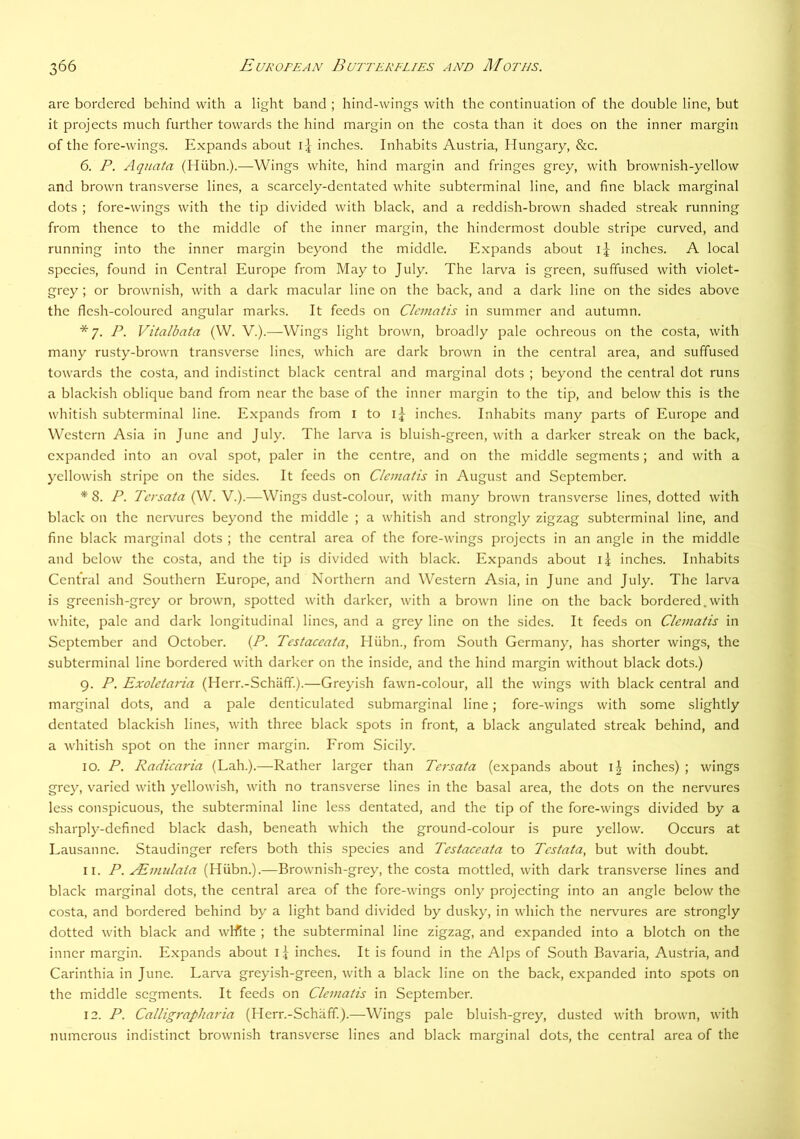 are bordered behind with a light band ; hind-wings with the continuation of the double line, but it projects much further towards the hind margin on the costa than it does on the inner margin of the fore-wings. Expands about 1-4 inches. Inhabits Austria, Hungary, &c. 6. P. Aquata (Hiibn.).—Wings white, hind margin and fringes grey, with brownish-yellow and brown transverse lines, a scarcely-dentated white subterminal line, and fine black marginal dots ; fore-wings with the tip divided with black, and a reddish-brown shaded streak running from thence to the middle of the inner margin, the hindermost double stripe curved, and running into the inner margin beyond the middle. Expands about I4 inches. A local species, found in Central Europe from May to July. The larva is green, suffused with violet- grey ; or brownish, with a dark macular line on the back, and a dark line on the sides above the flesh-coloured angular marks. It feeds on Clematis in summer and autumn. *7. P. Vitalbata (W. V.).—Wings light brown, broadly pale ochreous on the costa, with many rusty-brown transverse lines, which are dark brown in the central area, and suffused towards the costa, and indistinct black central and marginal dots ; beyond the central dot runs a blackish oblique band from near the base of the inner margin to the tip, and below this is the whitish subterminal line. Expands from l to inches. Inhabits many parts of Europe and Western Asia in June and July. The larva is bluish-green, with a darker streak on the back, expanded into an oval spot, paler in the centre, and on the middle segments; and with a yellowish stripe on the sides. It feeds on Clematis in August and September. * 8. P. Tersata (W. V.).—Wings dust-colour, with many brown transverse lines, dotted with black on the nervures beyond the middle ; a whitish and strongly zigzag subterminal line, and fine black marginal dots ; the central area of the fore-wings projects in an angle in the middle and below the costa, and the tip is divided with black. Expands about \\ inches. Inhabits Central and Southern Europe, and Northern and Western Asia, in June and July. The larva is greenish-grey or brown, spotted with darker, with a brown line on the back bordered.with white, pale and dark longitudinal lines, and a grey line on the sides. It feeds on Clematis in September and October. {P. Testaceata, Hiibn., from South Germany, has shorter wings, the subterminal line bordered with darker on the inside, and the hind margin without black dots.) 9. P. Exoletaria (Herr.-Schiiff.).—Greyish fawn-colour, all the wings with black central and marginal dots, and a pale denticulated submarginal line; fore-wings with some slightly dentated blackish lines, with three black spots in front, a black angulated streak behind, and a whitish spot on the inner margin. From Sicily. 10. P. Radicaria (Lah.).—Rather larger than Tersata (expands about inches) ; wings grey, varied with yellowish, with no transverse lines in the basal area, the dots on the nervures less conspicuous, the subterminal line less dentated, and the tip of the fore-wings divided by a sharply-defined black dash, beneath which the ground-colour is pure yellow. Occurs at Lausanne. Staudinger refers both this species and Testaceata to Testata, but with doubt. 11. P. pEmidata (Hiibn.).—Brownish-grey, the costa mottled, with dark transverse lines and black marginal dots, the central area of the fore-wings only projecting into an angle below the costa, and bordered behind by a light band divided by dusky, in which the nervures are strongly dotted with black and wifite ; the subterminal line zigzag, and expanded into a blotch on the inner margin. Expands about ij inches. It is found in the Alps of South Bavaria, Austria, and Carinthia in June. Larv'a greyish-green, with a black line on the back, expanded into spots on the middle segments. It feeds on Clematis in September. 12. P. Calligrapharia (Herr.-Schaff.).—Wings pale bluish-grey, dusted with brown, with numerous indistinct brownish transverse lines and black marginal dots, the central area of the