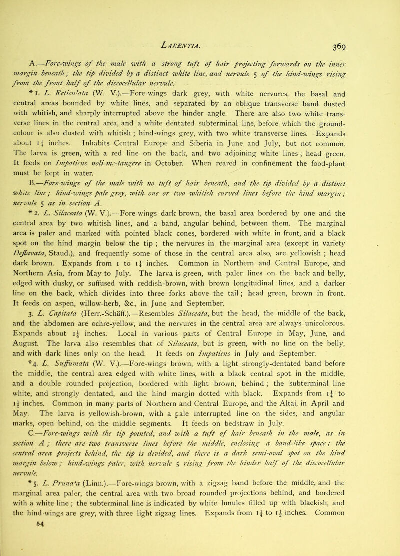 A.—Fore-wings of the male with a strong tuft of hair projecting forwards on the inner margin beneath; the tip divided by a distinet white line, and nervule 5 of the hind-wings rising from the front half of the diseocellular nervule. * I. L. Reticulata (W. V.).—Fore-wings dark grey, with white nervures, the basal and central areas bounded by white lines, and separated by an oblique transverse band dusted with whitish, and sharply interrupted above the hinder angle. There are also two white trans- verse lines in the central area, and a white dentated subterminal line, before which the ground- colour is also dusted with whitish ; hind-wings grey, with two white transverse lines. Expands about i] inches. Inhabits Central Europe and Siberia in June and July, but not common. The larva is green, with a red line on the back, and two adjoining white lines ; head green. It feeds on impatiens noli-mc-tangere in October. When reared in confinement the food-plant must be kept in water. Ik—Fore-wings of the male ivith no tuft of hair beneath, and the tip divided by a distinct white line; hind-wings pale grey, ivith one or tivo whitish curved lines before the hind margin; nerimle 5 as in section A. * 2. L. Silaceata (W. V.).—Fore-wings dark brown, the basal area bordered by one and the central area by two whitish lines, and a band, angular behind, between them. The marginal area is paler and marked with pointed black cones, bordered with white in front, and a black spot on the hind margin below the tip ; the nervures in the marginal area (except in variety Dejlavata, Staud.), and frequently some of those in the central area also, are yellowish ; head dark brown. Expands from i to i| inches. Common in Northern and Central Europe, and Northern Asia, from May to July. The larva is green, with paler lines on the back and belly, edged with dusky, or suffused with reddi.sh-brown, with brown longitudinal lines, and a darker line on the back, which divides into three forks above the tail; head green, brown in front. It feeds on aspen, willow-herb, &c., in June and September. 3. L. Capitata (Herr.-Schaff.).—Resembles Silaceata, but the head, the middle of the back, and the abdomen are ochre-yellow, and the nervures in the central area are always unicolorous. Expands about inche.s. Local in various parts of Central Europe in May, June, and August. The larva also resembles that of Silaceata, but is green, with no line on the belly, and with dark lines only on the head. It feeds on Impatiens in July and September. *4. L. Suffumata (W. V.).—Fore-wings brown, with a light strongly-dentated band before the middle, the central area edged with white lines, with a black central spot in the middle, and a double rounded projection, bordered with light brown, behind ; the subterminal line white, and strongly dentated, and the hind margin dotted with black. Expands from i| to i| inches. Common in many parts of Northern and Central Europe, and the Altai, in April and May. The larva is yellowish-brown, with a pale interrupted line on the sides, and angular marks, open behind, on the middle segments. It feeds on bedstraw in July. C.—Fore-wings with the tip pointed, and with a tuft of hair beneath in the male, as in section A ; there are two transverse lines before the middle, enclosing a band-Hke space; the central area projects behind, the tip is divided, and there is a dark semi-oval spot on the hind margin below; hind-wings paler, with nervide 5 rising from the hinder half of the diseocellular nervule. *5. L. Pruna*a (jJmn).—Fore-wings brown, with a zigzag band before the middle, and the marginal area paler, the central area with two broad rounded projections behind, and bordered with a white line ; the subterminal line is indicated by white lunules filled up with blackish, and the hind-wings are grey, with three light zigzag lines. Expands from to inches. Common 54