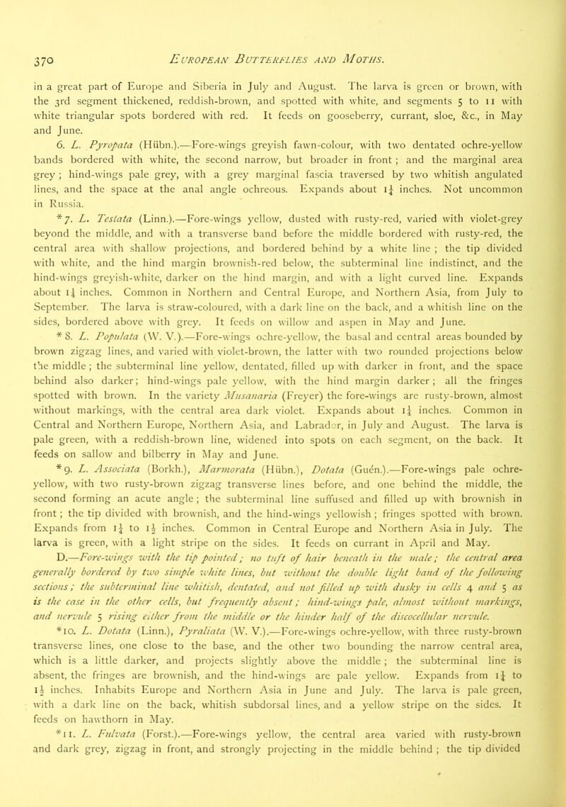 in a great part of Europe and Siberia in July and August. The larva is green or brown, with the 3rd segment thickened, reddish-brown, and spotted with white, and segments 5 to 11 with white triangular spots bordered with red. It feeds on gooseberry, currant, sloe, &c., in May and June. 6. L. Pyropata (Hiibn.).—Fore-wings greyish fawn-colour, with two dentated ochre-yellow bands bordered with white, the second narrow, but broader in front ; and the marginal area grey ; hind-wings pale grey, with a grey marginal fascia traversed by two whitish angulated lines, and the space at the anal angle ochreous. Expands about inches. Not uncommon in Russia. *7. L. Tesiata (Linn.).—Fore-wings yellow, dusted with rusty-red, varied with violet-grey beyond the middle, and with a transverse band before the middle bordered with rusty-red, the central area with shallow projections, and bordered behind by a white line ; the tip divided with white, and the hind margin brownish-red below, the subterminal line indistinct, and the hind-wings greyish-white, darker on the hind margin, and with a light curved line. Expands about 14 inches. Common in Northern and Central Europe, and Northern Asia, from July to September. The larv^a is straw-coloured, with a dark line on the back, and a whitish line on the sides, bordered above with grey. It feeds on willow and aspen in May and June. *8. L. Popnlata (W. V.).—Fore-wings ochre-yellow, the basal and central areas bounded by brown zigzag lines, and varied with violet-brown, the latter with two rounded projections below the middle ; the subterminal line yellow, dentated, filled up with darker in front, and the space behind also darker; hind-wings pale yellow, with the hind margin darker; all the fringes spotted with brown. In the variety Musanaria (Ereyer) the fore-wings are rusty-brown, almost without markings, with the central area dark violet. Expands about inches. Common in Central and Northern Europe, Northern Asia, and Labrador, in July and August. The larva is pale green, with a reddish-brown line, widened into spots on each segment, on the back. It feeds on sallow and bilberry in May and June. *9. L. Associata (Borkh.), Marmorata (Hiibn.), Dotata (Guen.).—Fore-wings pale ochre- yellow, with two rusty-brown zigzag transverse lines before, and one behind the middle, the second forming an acute angle ; the subterminal line suffused and filled up with brownish in front; the tip divided with brownish, and the hind-wings yellowish ; fringes spotted with brown. Expands from to inches. Common in Central Europe and Northern Asia in July. The larva is green, with a light stripe on the sides. It feeds on currant in April and May. D.—Fore-zvings with the tip pointed; no tnft of hair beneath in the male; the central area generally bordered by two simple 'white lines, but 'without the double light band of the following seetions; the subterminal line 'whitish, dentated, and not filled up 'with dusky in eells 4 and 5 as is the ease in the other eells, but frequently absent; hind-'wings pale, almost 'without markings, and nervide 5 rising either from the middle or the hinder half of the diseocellular ner'oide. *10. L. Dotata (Linn.), Pyraliata (W. V.).—Fore-wings ochre-yellow, with three rusty-brown transverse lines, one close to the base, and the other two bounding the narrow central area, which is a little darker, and projects slightly above the middle ; the subterminal line is absent, the fringes are brownish, and the hind-wings are pale yellow. Expands from to 14 inches. Inhabits Europe and Northern Asia in June and July. The larva is pale green, with a dark line on the back, w'hitish subdorsal lines, and a yellow stripe on the sides. It feeds on hawthorn in May. *11. L. Fulvata (Forst.).—Fore-wings yellow, the central area varied with rusty-brown and dark grey, zigzag in front, and strongly projecting in the middle behind ; the tip divided