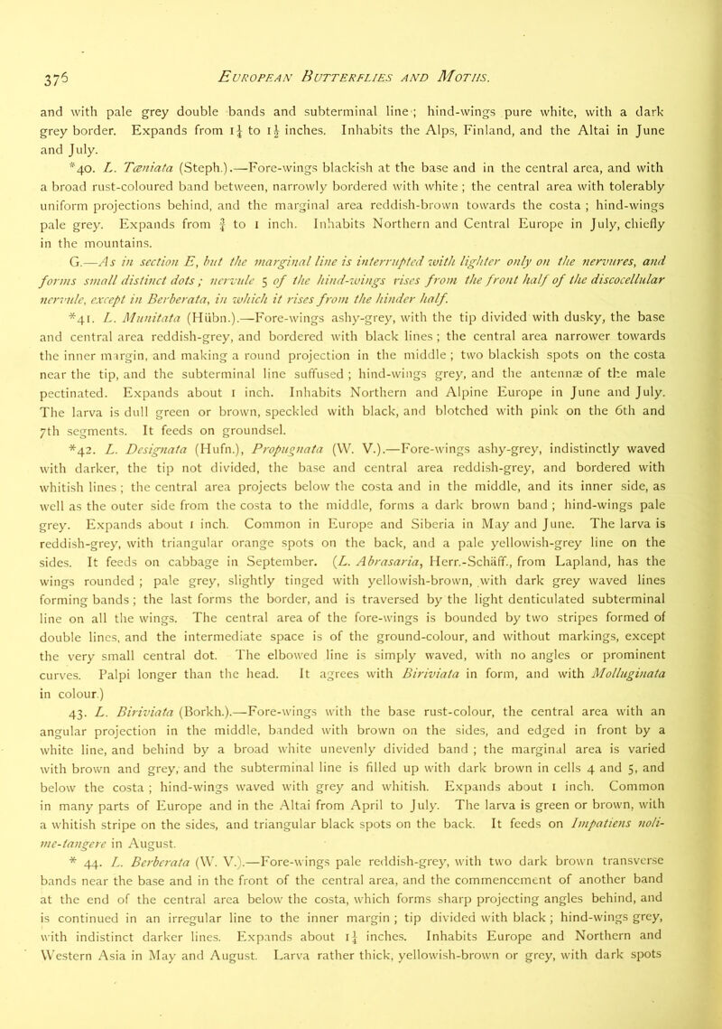 37^ and with pale grey double bands and subterminal line ; hind-wings pure white, with a dark grey border. Expands from to inches. Inhabits the Alps, Finland, and the Altai in June and July. ■^40. L. Tceniata (Steph.).—Fore-wings blackish at the base and in the central area, and with a broad rust-coloured band between, narrowly bordered with white ; the central area with tolerably uniform projections behind, and the marginal area reddish-brown towards the costa ; hind-wings pale grey. Expands from f to i inch. Inhabits Northern and Central Europe in July, chiefly in the mountains. G.—As in section E, hnt the marginal line is interrnpted ivith lighter only on the nervjires, and forms small distinct dots ; ncrvnle 5 of the hind-zvings rises from the front half of the discocellidar ncrz’iile, except in Berberata, in zvhich it rises from the hinder half. *41. L. Munitata (Hiibn.).—Fore-wings ashy-grey, with the tip divided with dusky, the base and central area reddish-grey, and bordered with black lines ; the central area narrower towards the inner margin, and making a round projection in the middle ; two blackish spots on the costa near the tip, and the subterminal line suffused ; hind-wings grey, and the antennae of the male pectinated. Expands about i inch. Inhabits Northern and Alpine Europe in June and July. The larva is dull green or brown, speckled with black, and blotched with pink on the 6th and 7th segments. It feeds on groundsel. *42. L. Desipiata (Ilufn.), Propugnaia (W. V.).—Fore-wings ashy-grey, indistinctly waved with darker, the tip not divided, the base and central area reddish-grey, and bordered with whitish lines ; the central area projects below the costa and in the middle, and its inner side, as well as the outer side from the costa to the middle, forms a dark brown band ; hind-wings pale grey. Expands about i inch. Common in Europe and Siberia in May and June. The larva is reddish-grey, with triangular orange spots on the back, and a pale yellowish-grey line on the sides. It feeds on cabbage in September. (Z. Abrasaria, Herr.-Schaff., from Lapland, has the wings rounded ; pale grey, slightly tinged with yellowish-brown, with dark grey waved lines forming bands ; the last forms the border, and is traversed by the light denticulated subterminal line on all the wings. The central area of the fore-wings is bounded by two stripes formed of double lines, and the intermediate space is of the ground-colour, and without markings, except the very small central dot. The elbowed line is simply waved, with no angles or prominent curves. Palpi longer than the head. It agrees with Biriviaia in form, and with Molliiginata in colour.) 43. L. Biriviata (Borkh.).—Fore-wings with the base rust-colour, the central area with an angular projection in the middle, banded with brown on the sides, and edged in front by a white line, and behind by a broad white unevenly divided band ; the marginal area is varied with brown and grey, and the subterminal line is filled up with dark brown in cells 4 and 5, and below the costa ; hind-wings waved with grey and whitish. Expands about i inch. Common in many parts of Europe and in the Altai from April to July. The larva is green or brown, with a whitish stripe on the sides, and triangular black spots on the back. It feeds on Impatiens noli- me-tangere in August. * 44. L. Berbez'ata (\V. V.).—Fore-wings pale reddish-grey, with two dark brown transverse bands near the base and in the front of the central area, and the commencement of another band at the end of the central area below the costa, which forms sharp projecting angles behind, and is continued in an irregular line to the inner margin ; tip divided with black ; hind-wings grey, with indistinct darker lines. Expands about ij inches. Inhabits Europe and Northern and Western Asia in May and August. Larva rather thick, yellowish-brown or grey, with dark spots