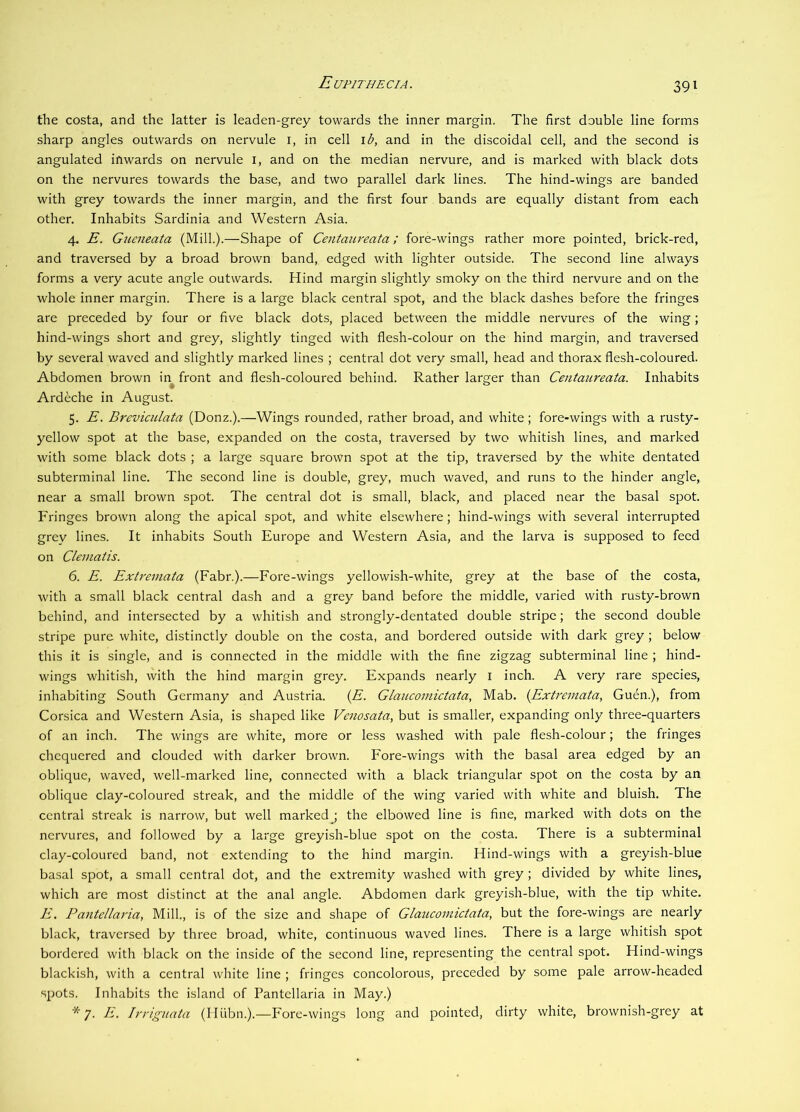 the costa, and the latter is leaden-grey towards the inner margin. The first double line forms sharp angles outwards on nervule i, in cell \b, and in the discoidal cell, and the second is angulated inwards on nervule i, and on the median nervure, and is marked with black dots on the nervures towards the base, and two parallel dark lines. The hind-wings are banded with grey towards the inner margin, and the first four bands are equally distant from each other. Inhabits Sardinia and Western Asia. 4. E. Gtieneata (Mill.).—Shape of Centaureata; fore-wings rather more pointed, brick-red, and traversed by a broad brown band, edged with lighter outside. The second line always forms a very acute angle outwards. Hind margin slightly smoky on the third nervure and on the whole inner margin. There is a large black central spot, and the black dashes before the fringes are preceded by four or five black dots, placed between the middle nervures of the wing; hind-wings short and grey, slightly tinged with flesh-colour on the hind margin, and traversed by several waved and slightly marked lines ; central dot very small, head and thorax flesh-coloured. Abdomen brown in front and flesh-coloured behind. Rather larger than Centaureata. Inhabits Ardeche in August. 5. E. Breviculata (Donz.).—Wings rounded, rather broad, and white; fore-wings with a rusty- yellow spot at the base, expanded on the costa, traversed by two whitish lines, and marked with some black dots ; a large square brown spot at the tip, traversed by the white dentated subterminal line. The second line is double, grey, much waved, and runs to the hinder angle, near a small brown spot. The central dot is small, black, and placed near the basal spot. Fringes brown along the apical spot, and white elsewhere; hind-wings with several interrupted grey lines. It inhabits South Europe and Western Asia, and the larva is supposed to feed on Clematis. 6. E. Extremata (Fabr.).—Fore-wings yellowish-white, grey at the base of the costa, with a small black central dash and a grey band before the middle, varied with rusty-brown behind, and intersected by a whitish and strongly-dentated double stripe; the second double stripe pure white, distinctly double on the costa, and bordered outside with dark grey ; below this it is single, and is connected in the middle with the fine zigzag subterminal line ; hind- wings whitish, with the hind margin grey. Expands nearly i inch. A very rare species, inhabiting South Germany and Austria. {E. Claucomictata, Mab. {Extremata, Guen.), from Corsica and Western Asia, is shaped like Venosata, but is smaller, expanding only three-quarters of an inch. The wings are white, more or less washed with pale flesh-colour; the fringes chequered and clouded with darker brown. Fore-wings with the basal area edged by an oblique, waved, well-marked line, connected with a black triangular spot on the costa by an oblique clay-coloured streak, and the middle of the wing varied with white and bluish. The central streak is narrow, but well marked ; the elbowed line is fine, marked with dots on the nervures, and followed by a large greyish-blue spot on the costa. There is a subterminal clay-coloured band, not extending to the hind margin. Hind-wings with a greyish-blue basal spot, a small central dot, and the extremity washed with grey ; divided by white lines, which are most distinct at the anal angle. Abdomen dark greyish-blue, with the tip white. E. Pantcllaria, Mill., is of the size and shape of Claucomictata, but the fore-wings are nearly black, traversed by three broad, white, continuous waved lines. There is a large whitish spot bordered with black on the inside of the second line, representing the central spot. Hind-wings blackish, with a central white line ; fringes concolorous, preceded by some pale arrow-headed spots. Inhabits the island of Pantellaria in May.) *7. E. Irrigiiata (Iliibn.).—Fore-wings long and pointed, dirty white, brownish-grey at