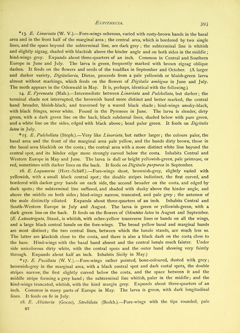 *13. E. Linariata (W. V.).—Fore-wings ochreous, varied with rusty-brown bands in the basal area and in the front half of the marginal area; the central area, which is bordered by two single lines, and the space beyond the subterminal line, are dark grey ; the subterminal line is whitish and slightly zigzag, shaded with blackish above the hinder angle and on both sides in the middle; hind-wings grey. Expands about three-quarters of an inch. Common in Central and Southern Europe in June and July. The larva is green, frequently marked with brown zigzag oblique dashes. It feeds on the flowers and seeds of the toadflax in September and October. (A larger and darker variety, Digitaliaria, Dietze, proceeds from a pale yellowish or bluish-green larva almost without markings, which feeds on the flowers of Digitalis ambigua in June and July. The moth appears in the Odenwald in May. It is, perhaps, identical with the following.) 14. E. Pyreneata (Mab.).—Intermediate Linariata and Pulchellaia,hn\. darker; the terminal shade not interrupted, the brownish band more distinct and better marked, the central band broader, bluish-black, and traversed by a waved black shade; hind-wings smoky-black, with black fringes, never white. Found in the Pyrenees in June. The larva is slender, dirty green, with a dark green line on the back, black subdorsal lines, shaded below with pure green, and a white line on the sides, edged with black above; head paler green, It feeds on Digitalis lutea in July. *15. E. Pulchellata (Steph.).—Very like Linariata, but rather larger; the colours paler, the basal area and the front of the marginal area pale yellow, and the bands dirty brown, those in the basal area blackish on the costa; the central area with a mor-e distinct white line beyond the central spot, and its hinder edge more strongly curved below the costa. Inhabits Central and Western Europe in May and June. The larva is dull or bright yellowish-green, pale pr-imrqse, or red, sometimes with darker lines on the back. It feeds on Digitalis purpurea in September, 16. E. LaqucBaria (Herr.-Schaff.).—Fore-wings short, brownish-grey, slightly vqried with yellowish, with a small black central spot; the double stripes indistinct, the first curved, and bordered with darker grey bands on each side, the second broader on the costa, and edged by dark spots; the subterminal line suffused, and shaded with dusky above the hinder angle, and above the middle on both sides; hind-wings narrow, truncated, and pale grey ; the antennae of the male distinctly ciliated. Expands about three-quarters of an inch. Inhabits Central and South-Western Europe in July and August. The larva is green or yellowish-green, with a dark green line on the back. It feeds on the flowers of Odontites lutea in August and September. [E. Luteostrigata, Stand., is whitish, with ochre-yellow transverse lines or bands on all the wings, and a large black central lunule on the fore-wings. The broad yellow basal and marginal bands are most distinct; the two central lines, between which the lunule stands, are mqcl; less so. The latter are blackish close to the costa, and there is also a black dash on the costq close to the base. Hind-wings with the basal band absent and the central lunqle much fainter. Under side unicolorous dirty white, with the central spots and the outer band showing very faintly through. Expands about half an inch. Inhabits Sicily in May.) *17. E. Pusillata (W. V.).—Fore-wings rather pointed, bone^colonred, dusted witl^ grey; brownish-grey in the marginal area, with a black central spot and dark costal spots, the double stripes narrow, the first slightly curved below the costa, and the space between it and the middle stripe forming a grey band ; the subterminal line whitish, paler in the middle; and the hind-wings truncated, whitish, with the hind margin grey. Expands about three-quarters of an inch. Common in many parts of Europe in May. The larva is green, with dark longitudinal lines. It feeds on fir in July. 18. E. Abietaria (Goeze), Strobilata (Borkh.).—Fore-wings with the tips rounded, pale 57