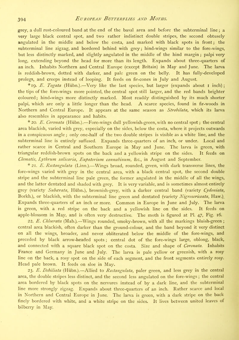 grey, a dull rust-coloured band at the end of the basal area and before the subterminal line; a very large black central spot, and two rather indistinct double stripes, the second obtusely angulated in the middle and below the costa, and marked with black spots in front; the subterminal line zigzag, and bordered behind with grey; hind-wings similar to the fore-wings, but less distinctly marked, and slightly angulated in the middle of the hind margin; palpi very long, extending beyond the head for more than its length. Expands about three-quarters of an inch. Inhabits Northern and Central Europe (except Britain) in May and June. The larva is reddish-brown, dotted with darker, and pale green on the belly. It has fully-developed prolegs, and creeps instead of looping. It feeds on fir-cones in July and August. *19. E. Togata (Hiibn.).—Very like the last species, but larger (expands about l inch); the tips of the fore-wings more pointed, the central spot still larger, and the red bands brighter coloured; hind-wings more distinctly marked. Most readily distinguished by its much shorter palpi, which are only a little longer than the head. A scarce species, found in fir-woods in Northern and Central Europe. It appears at the same season as Strobilata, which its larva also resembles in appearance and habits. *20. E. Corouata (Hiibn.).—Fore-wings dull yellowish-green, with no central spot; the central area blackish, varied with grey, especially on the sides, below the costa, where it projects outwards in a conspicuous angle; only one-half of the two double stripes is visible as a white line, and the subterminal line is entirely suffused. Expands three-quarters of an inch, or under. Local and rather scarce in Central and Southern Europe in May and June. The larva is green, with triangular reddish-brown spots on the back and a yellowish stripe on the sides. It feeds on Clematis, Lythnim salicai'ia, Eupatorium caunabviuin, &c., in August and September. *21. E. Rcctangulata (Linn.).—Wings broad, rounded, green, with dark transverse lines, the fore-wings varied with grey in the central area, with a black central spot, the second double stripe and the subterminal line pale green, the former angulated in the middle of all the wings, and the latter dentated and shaded with grey. It is very variable, and is sometimes almost entirely grey (variety Subcerata, Hiibn.), brownish-grey, with a darker central band (variety Cydoniata, Borkh.), or blackish, with the subterminal line green and dentated (variety Nigrosericeata, Haw.). Expands three-quarters of an inch or more. Common in Europe in June and July. The larva is green, with a red stripe on the back and a yellowish line on the sides. It feeds on apple-blossom in May, and is often very destructive. The moth is figured at PI. 47, Fig. 16. 22, E. Chloerata (Mab.).—Wings rounded, smoky-brown, with all the markings bluish-green ; central area blackish, often darker than the ground-colour, and the band beyond it very distinct on all the wings, broader, and never obliterated below the middle of the fore-wings, and preceded by black arrow-headed spots; central dot of the fore-wings large, oblong, black, and connected with a square black spot on the costa. Size and shape of Coronata. Inhabits France and Germany in June and July. The larva is pale yellow or greenish, with a rosy line on the back, a rosy spot on the side of each segment, and the front segments entirely rosy. Head pale brown. It feeds on sloe in May. 23. E. Debiliata (Hiibn.).—Allied to Rectangidata, paler green, and less grey in the central area, the double stripes less distinct, and the second less angulated on the fore-wings; the central area bordered by black spots on the nervures instead of by a dark line, and the subterminal line more strongly zigzag. Expands about three-quarters of an inch. Rather scarce and local in Northern and Central Europe in June. The larva is green, with a dark stripe on the back finely bordered with white, and a white stripe on the sides. It lives between united leaves of bilberry in May.