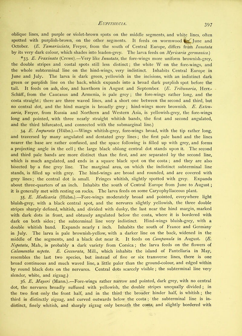 oblique lines, and purple or violet-brown spots on the middle segments, and white lines, often October. {E. Tamarisciata, Freyer, from th by its very dark colour, which shades into leaden-grey. The larva feeds on Myricaria germaiiica}) *33. E. Eraxinata (Crewe).—Very like Innotata, the fore-wings more uniform brownish-grey, the double stripes and costal spots still less distinct; the white W on the fore-wings, and the whole subterminal line on the hind-wings, very indistinct. Inhabits Central Europe in June and July. The larva is dark green, yellowish in the incisions, with an indistinct dark green or purplish line on the back, which expands into a broad dark purplish spot before the tail. It feeds on ash, sloe, and hawthorn in August and September. (A. Tribunaria, Herr.- Schafif., from the Caucasus and Armenia, is pale grey ; the fore-wings rather long, and the costa straight; there are three waved lines, and a short one between the second and third, but no central dot, and the hind margin is broadly grey ; hind-wings more brownish. E. Exten- saria, Freyer, from Russia and Northern and Western Asia, is yellowish-grey, the fore-wings long and pointed, with three nearly straight whitish bands, the first and second angulated, and the third bifurcated, and connected with the submarginal line.) 34. E. Impurata (Hiibn.).—Wings whitish-grey, fore-wings broad, wdth the tip rather long, and traversed by many angulated and dentated grey lines ; the first pale band and the lines nearer the base are rather confused, and the space following is filled up with grey, and forms a projecting angle in the cell ; the large black oblong central dot stands upon it. The second and third pale bands are more distinct than the first, and are separated by the second line, which is much angulated, and ends in a square black spot on the costa ; and they are also bisected by a fine grey line. The marginal area, on which the indistinct subterminal line stands, is filled up with grey. The hind-wings are broad and rounded, and are covered with grey lines; the central dot is small. Fringes whitish, slightly spotted with grey. Expands about three-quarters of an inch. Inhabits the south of Central Europe from June to August ; it is generally met with resting on rocks. The larva feeds on some Caryophyllaceous plant. 35. E. Modicaria (Hiibn,).—Fore-wings moderately broad and pointed, everywhere light bluish-grey, with a black central spot, and the nervures slightly yellowish, the three double stripes sharply defined, whitish, and divided with dusky, the last near the hind margin, marked with dark dots in front, and obtusely angulated below the costa, where it is bordered with dark on both sides; the subterminal line very indistinct. Hind-wings bluish-grey, with a double whitish band. Expands nearly l inch. Inhabits the south of France and Germany in July. The larva is pale brownish-yellow, with a darker line on the back, widened in the middle of the segments, and a black dot near it. It feeds on Cainpamda in August. {E. Nepetala, Mab., is probably a dark variety from Corsica; the larva feeds on the flowers of Calamentha nepeta. E. Cossiirata, Mill., which inhabits the island of Pantellaria in May, resembles the last two species, but instead of five or six transverse lines, there is one broad continuous and much waved line, a little paler than the ground-colour, and edged within by round black dots on the nervures. Central dots scarcely visible ; the subterminal line very slender, white, and zigzag.) 36. E. Mayeri (Mann.).—Fore-wings rather narrow and pointed, dark grey, with no central dot, the nervures broadly suffused with yellowish, the double stripes unequally divided ; in the two first only the front half, and in the third the broader hinder half, is whitish ; the third is distinctly zigzag, and curved outwards below the costa; the subterminal line is in- distinct, finely whitish, and sharply zigzag only beneiith the costa, and slightly bordered with spotted with purplish-brown, on the other
