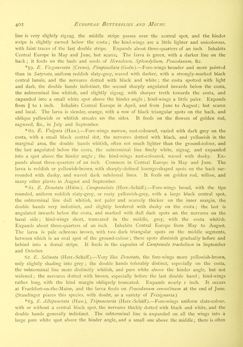 line is very slightly zigzag, the middle stripe passes over the central spot, and the hinder stripe is slightly curved below the costa; the hind-wings are a little lighter and unicolorous, with faint traces of the last double stripe. Expands about three-quarters of an inch. Inhabits Central Europe in May and June, but scarce. The larva is green, with a darker line on the back ; it feeds on the buds and seeds of Hcracleum, SpJiondylium, Peucedamim, &c. *59. E. Virgaureata (Crewe), Pimpincllata (Guen.).—Fore-wings broader and more pointed than in Satyrata, uniform reddish slaty-grey, waved with darker, with a strongly-marked black central lunule, and the nervures dotted with black and white ; the costa spotted with light and dark, the double bands indistinct, the second sharply angulated inwards below the costa, the subterminal line whitish, and slightly zigzag, with sharper teeth towards the costa, and expanded into a small white spot above the hinder angle ; hind-wings a little paler. Expands from f to I inch. Inhabits Central Europe in April, and from June to August; but scarce and local. The larva is slender, orange, with a row of black triangular spots on the back, and oblique yellowish or whitish streaks on the sides. It feeds on the flowers of golden rod, ragweed, &c., in July and September. *60. E. Vulgata (Haw.).—Fore-wings narrow, rust-coloured, varied with dark grey on the costa, with a small black central dot, the nervures dotted with black, and yellowish in the marginal area, the double bands whitish, often not much lighter than the ground-colour, and the last angulated below the costa, the subterminal line finely white, zigzag, and expanded into a spot above the hinder angle ; the hind-wings rust-coloured, waved with dusky. Ex- pands about three-quarters of an inch. Common in Central Europe in May and June. The larva is reddish or yellowish-brown, with sharply-defined lozenge-shaped spots on the back sur- rounded with dusky, and waved dark subdorsal lines. It feeds on golden rod, willow, and many other plants in August and September. *61. E. Denotata (Hiibn.), Campanulata (Herr.-Schaff.).—Fore-wings broad, with the tips rounded, uniform reddish slaty-grey, or rusty yellowish-grey, with a large black central spot, the subterminal line dull whitish, not paler and scarcely thicker on the inner margin, the double bands very indistinct, and slightly bordered with dusky on the costa ; the last is angulated inwards below the costa, and marked with dull dark spots on the nervures on the basal side; hind-wings short, truncated in the middle, grey, with the costa whitish. Expands about three-quarters of an inch. Inhabits Central Europe from May to August. The larva is pale ochreous brown, with two dark triangular spots on the middle segments, between which is an oval spot of the ground-colour; these spots diminish gradually before and behind into a dorsal stripe. It feeds in the capsules of Campanula traclielium in September and October. 62. E. Selinata (Herr.-Schaff.).—Very like Denotata, the fore-wings more yellowish-brown, only slightly shading into grey ; the double bands tolerably distinct, especially on the costa, the subterminal line more distinctly whitish, and pure white above the hinder angle, but not widened ; the nervures dotted with brown, especially before the last double band ; hind-wings rather long, with the hind margin obliquely truncated. Expands nearly i inch. It occurs at Frankfort-on-the-Maine, and the larva feeds on Peiicedanum oreoselinuni at the end of June. (Staudinger places this species, with doubt, as a variety of Trisignaria.) *63. E. Albipnnctata (Haw.), Tripunctaria (Herr.-Schaff.).—Fore-wings uniform slate-colour, with or without a central black spot, the nervures thickly dotted with black and white, and the double bands generally indistinct. The subterminal line is expanded on all the wings into a large pure white spot above the hinder angle, and a small one above the middle; there is often