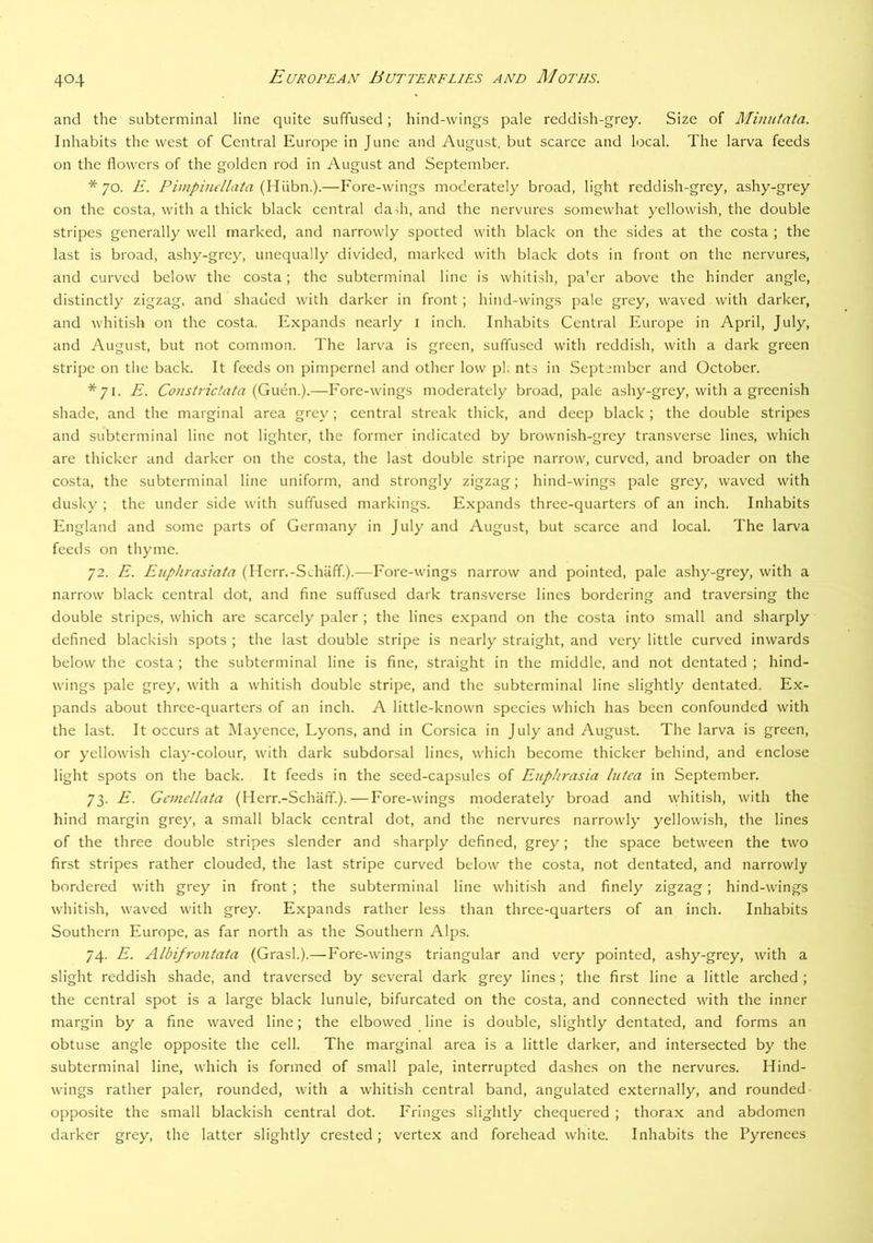 and the subterminal line quite suffused; hind-wings pale reddish-grey. Size of Minutata. Inhabits the west of Central Europe in June and August, but scarce and local. The larva feeds on the flowers of the golden rod in August and September. *70. E. Pimpinellata —Fore-wings moderately broad, light reddish-grey, ashy-grey on the costa, with a thick black central dadi, and the nervures somewhat yellowish, the double stripes generally well marked, and narrowly sported with black on the sides at the costa ; the last is broad, ashy-grey, unequally divided, marked with black dots in front on the nervures, and curved below the costa; the subterminal line is whitish, pa'cr above the hinder angle, distinctly zigzag, and shaded with darker in front; hind-wings pale grey, waved with darker, and whitish on the costa. Expands nearly i inch. Inhabits Central Europe in April, July, and August, but not common. The larva is green, suffused with reddish, with a dark green stripe on the back. It feeds on pimpernel and other low pi. nts in September and October. *71. E. Constrictata {Qwiw).—Fore-wings moderately broad, pale ashy-grey, with a greenish shade, and the marginal area grey; central streak thick, and deep black ; the double stripes and subtcrminal line not lighter, the former indicated by brownish-grey transverse lines, which are thicker and darker on the costa, the last double stripe narrow, curved, and broader on the costa, the subterminal line uniform, and strongly zigzag; hind-wings pale grey, waved with dusky ; the under side with suffused markings. Expands three-quarters of an inch. Inhabits England and some parts of Germany in July and August, but scarce and local. The larva feeds on thyme. 72. E. Euphrasiata (Ilerr.-Schiiff.).—Fore-wings narrow and pointed, pale ashy-grey, with a narrow black central dot, and fine suffused dark transverse lines bordering and traversing the double stripes, which are scarcely paler ; the lines expand on the costa into small and sharply defined blackish spots ; the last double stripe is nearly straight, and very little curved inwards below the costa ; the subterminal line is fine, straight in the middle, and not dentated ; hind- wings pale grey, with a whitish double stripe, and the subterminal line slightly dentated. Ex- pands about three-quarters of an inch. A little-known species which has been confounded with the last. It occurs at Mayence, Lyons, and in Corsica in July and August. The larva is green, or yellowish clay-colour, with dark subdonsal lines, which become thicker behind, and enclose light spots on the back. It feeds in the seed-capsules of Eup/n'asia lutea in September. 73. E. Gcmellata (Herr.-Schaff.). — Fore-wings moderately broad and whitish, with the hind margin grey, a small black central dot, and the nervures narrowly yellowish, the lines of the three double stripes slender and sharply defined, grey; the space between the two first stripes rather clouded, the last stripe curved below the costa, not dentated, and narrowly bordered with grey in front ; the subterminal line whitish and finely zigzag; hind-wings whitish, waved with grey. Expands rather less than three-quarters of an inch. Inhabits Southern Europe, as far north as the Southern Alps. 74. E. Albifrontata (GrasL).—Fore-wings triangular and very pointed, ashy-grey, with a slight reddish shade, and traversed by several dark grey lines; the first line a little arched ; the central spot is a large black lunule, bifurcated on the costa, and connected with the inner margin by a fine waved line; the elbowed line is double, slightly dentated, and forms an obtuse angle opposite the cell. The marginal area is a little darker, and intersected by the subterminal line, which is formed of small pale, interrupted dashes on the nervures. Hind- wings rather paler, rounded, with a whitish central band, angulated externally, and rounded opposite the small blackish central dot. Fringes slightly chequered ; thorax and abdomen darker grey, the latter slightly crested; vertex and forehead white. Inhabits the Pyrenees
