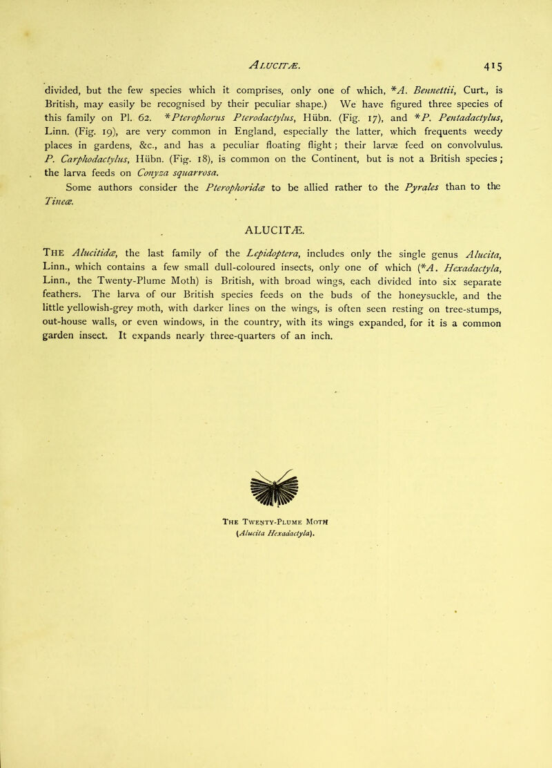 A LUC IT divided, but the few species which it comprises, only one of which, *A. Bennettii, Curt, is British, may easily be recognised by their peculiar shape.) We have figured three species of this family on PI. 62. *PteropJioriis Pterodactylus, Hiibn. (Fig. 17), and */*. Pentadactylus, Linn. (Fig. 19), are very common in England, especially the latter, which frequents weedy places in gardens, &c., and has a peculiar floating flight; their larvae feed on convolvulus. P. Carphodactylus, Hiibn. (Fig. 18), is common on the Continent, but is not a British species; the larva feeds on Conyza squarrosa. Some authors consider the Pterophoridce to be allied rather to the Pyrales than to the Tinecz. ALUCIT^. The Alucitidcz, the last family of the Lepidoptera, includes only the single genus Alucita, Linn., which contains a few small dull-coloured insects, only one of which {*'A. Hexadactyla, Linn., the Twenty-Plume Moth) is British, with broad wings, each divided into six separate feathers. The larva of our British species feeds on the buds of the honeysuckle, and the little yellowish-grey moth, with darker lines on the wings, is often seen resting on tree-stumps, out-house walls, or even windows, in the country, with its wings expanded, for it is a common garden insect. It expands nearly three-quarters of an inch. The Twenty-Plume Moth (Alucila Hexadactyla),