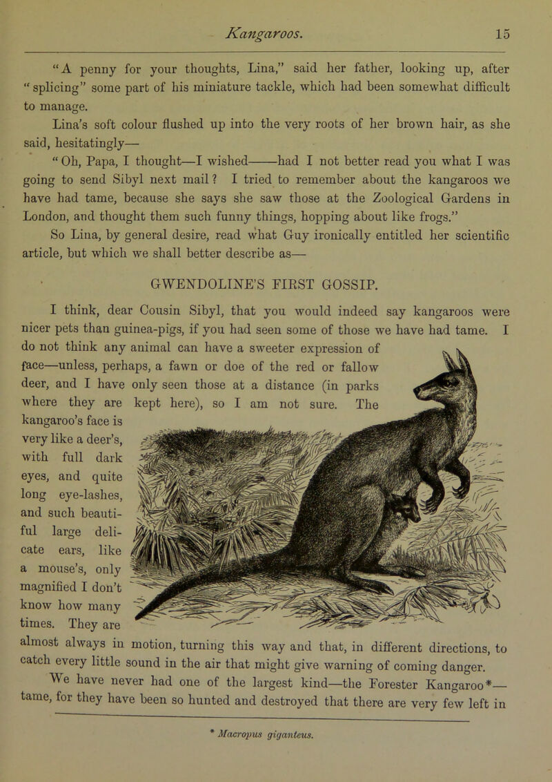 “A penny for your thoughts, Lina,” said her father, looking up, after “ splicing” some part of his miniature tackle, which had been somewhat difficult to manage. Lina’s soft colour flushed up into the very roots of her brown hair, as she said, hesitatingly— “ Oh, Papa, I thought—I wished had I not better read you what I was going to send Sibyl next mail ? I tried to remember about the kangaroos we have had tame, because she says she saw those at the Zoological Gardens in London, and thought them such funny things, hopping about like frogs.” So Lina, by general desire, read what Guy ironically entitled her scientific article, but which we shall better describe as— GWENDOLINE’S FIRST GOSSIP. I think, dear Cousin Sibyl, that you would indeed say kangaroos were nicer pets than guinea-pigs, if you had seen some of those we have had tame. I do not think any animal can have a sweeter expression of face—unless, perhaps, a fawn or doe of the red or fallow deer, and I have only seen those at a distance (in parks where they are kept here), so I am not sure. The kangaroo’s face is very like a deer’s, with full dark eyes, and quite long eye-lashes, and such beauti- ful large deli- cate ears, like a mouse’s, only magnified I don’t know how many times. They are almost always in motion, turning this way and that, in different directions, to catch every little sound in the air that might give warning of coming danger. We have never had one of the largest kind—the Forester Kangaroo* tame, for they have been so hunted and destroyed that there are very few left in * Macropus gigantaus.