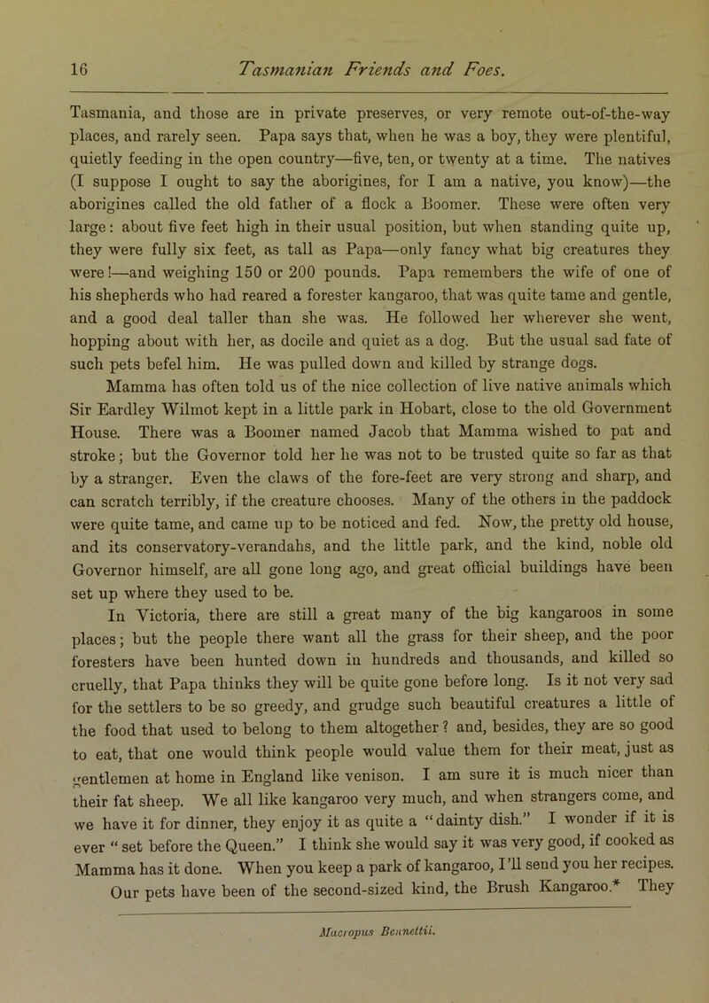 Tasmania, aud those are in private preserves, or very remote out-of-the-way places, and rarely seen. Papa says that, when he was a boy, they were plentiful, quietly feeding in the open country—five, ten, or twenty at a time. The natives (I suppose I ought to say the aborigines, for I am a native, you know)—the aborigines called the old father of a flock a Boomer. These were often very large: about five feet high in their usual position, but when standing quite up, they were fully six feet, as tall as Papa—only fancy what big creatures they were!—and weighing 150 or 200 pounds. Papa remembers the wife of one of his shepherds who had reared a forester kangaroo, that was quite tame and gentle, and a good deal taller than she was. He followed her wherever she went, hopping about with her, as docile and quiet as a dog. But the usual sad fate of such pets befel him. He was pulled down and killed by strange dogs. Mamma has often told us of the nice collection of live native animals which Sir Eardley Wilmot kept in a little park in Hobart, close to the old Government House. There was a Boomer named Jacob that Mamma wished to pat and stroke; but the Governor told her he was not to be trusted quite so far as that by a stranger. Even the claws of the fore-feet are very strong and sharp, and can scratch terribly, if the creature chooses. Many of the others in the paddock were quite tame, and came up to be noticed and fed. Now, the pretty old house, and its conservatory-verandahs, and the little park, and the kind, noble old Governor himself, are all gone long ago, and great official buildings have been set up where they used to be. In Victoria, there are still a great many of the big kangaroos in some places; but the people there want all the grass for their sheep, and the poor foresters have been hunted down in hundreds and thousands, and killed so cruelly, that Papa thinks they will be quite gone before long. Is it not very sad for the settlers to be so greedy, and grudge such beautiful creatures a little of the food that used to belong to them altogether ? and, besides, they are so good to eat, that one would think people would value them for their meat, just as gentlemen at home in England like venison. I am sure it is much nicer than their fat sheep. We all like kangaroo very much, and when strangers come, and we have it for dinner, they enjoy it as quite a “dainty dish. I wonder if it is ever “ set before the Queen.” I think she would say it was very good, if cooked as Mamma has it done. When you keep a park of kangaroo, 111 send you her recipes. Our pets have been of the second-sized kind, the Brush Kangaroo.* They Macropus BcitnelHi.