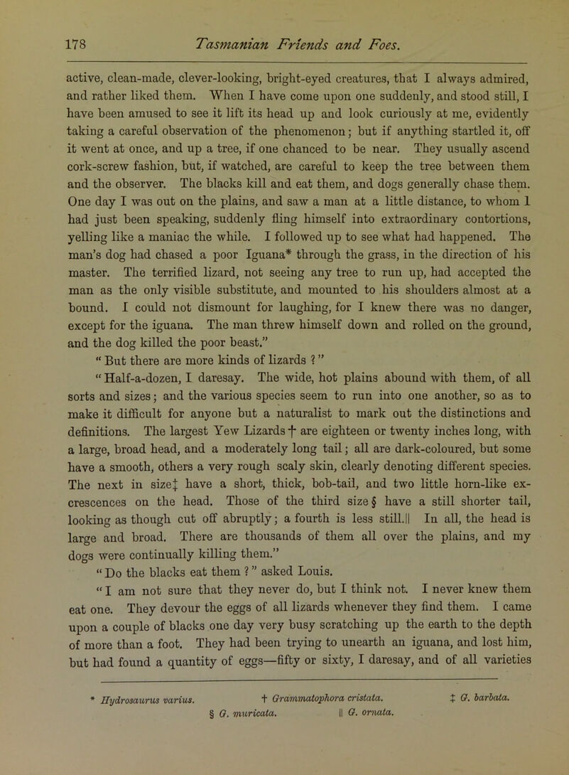 active, clean-made, clever-looking, bright-eyed creatures, that I always admired, and rather liked them. When I have come upon one suddenly, and stood still, I have been amused to see it lift its head up and look curiously at me, evidently taking a careful observation of the phenomenon; but if anything startled it, off it went at once, and up a tree, if one chanced to be near. They usually ascend cork-screw fashion, but, if watched, are careful to keep the tree between them and the observer. The blacks kill and eat them, and dogs generally chase them. One day I was out on the plains, and saw a man at a little distance, to whom 1 had just been speaking, suddenly fling himself into extraordinary contortions, yelling like a maniac the while. I followed up to see what had happened. The man’s dog had chased a poor Iguana* through the grass, in the direction of his master. The terrified lizard, not seeing any tree to run up, had accepted the man as the only visible substitute, and mounted to his shoulders almost at a bound. I could not dismount for laughing, for I knew there was no danger, except for the iguana. The man threw himself down and rolled on the ground, and the dog killed the poor beast.” “ But there are more kinds of lizards ? ” “ Half-a-dozen, I daresay. The wide, hot plains abound with them, of all sorts and sizes; and the various species seem to run into one another, so as to make it difficult for anyone but a naturalist to mark out the distinctions and definitions. The largest Yew Lizards j* are eighteen or twenty inches long, with a large, broad head, and a moderately long tail; all are dark-coloured, but some have a smooth, others a very rough scaly skin, clearly denoting different species. The next in sizej have a short, thick, bob-tail, and two little horn-like ex- crescences on the head. Those of the third size§ have a still shorter tail, looking as though cut off abruptly; a fourth is less still.ll In all, the head is large and broad. There are thousands of them all over the plains, and my dogs were continually killing them.” “ Do the blacks eat them ? ” asked Louis. “ I am not sure that they never do, but I think not. I never knew them eat one. They devour the eggs of all lizards whenever they find them. I came upon a couple of blacks one day very busy scratching up the earth to the depth of more than a foot. They had been trying to unearth an iguana, and lost him, but had found a quantity of eggs—fifty or sixty, I daresay, and of all varieties * Eydrosaurus varius. + GrammcUophora cristata. J ff. barbata. § 0. muricata. II G. ornata.