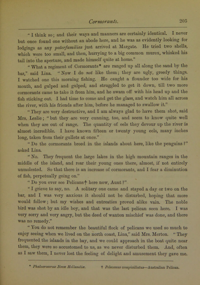 “ I think so; and their ways and manners are certainly identical. I never hut once found one without an abode here, and he was as evidently looking for lodgings as any paterfamilias just arrived at Margate. He tried two shells, which were too small, and then, hurrying to a big common murex, whisked his tail into the aperture, and made himself quite at home. “What a regiment of Cormorants* are ranged up all along the sand by the bar,” said Lina. “Now I do not like them; they are ugly, greedy things. I watched one this morning fishing. He caught a flounder too wide for his mouth, and gulped and gulped, and struggled to get it down, till two more cormorants came to take it from him, and he swam off with his head up and the fish sticking out. I had time to come and get the glass, and watch him all across the river, with his friends after him, before he managed to swallow it.” “ They are very destructive, and I am always glad to have them shot, said Mrs. Leslie; “ but they are very cunning, too, and seem to know quite well when they are out of range. The quantity of eels they devour up the river is almost incredible. I have known fifteen or twenty young eels, many inches long, taken from their gullets at once.” “Do the cormorants breed in the islands about here, like the penguins?” asked Lina. “ No. They frequent the large lakes in the high mountain ranges in the middle of the island, and rear their young ones there, almost, if not entirely unmolested. So that there is an increase of cormorants, and I fear a diminution of fish, perpetually going on.” “ Do you ever see Pelicans'f* here now. Aunt ?” “ I grieve to say, no. A solitary one came and stayed a day or two on the bar, and I was very anxious it should not be disturbed, hoping that more would follow; but my wishes and entreaties proved alike vain. The noble bird was shot by an idle boy, and that was the last pelican seen here. I was very sorry and very angry, but the deed of wanton mischief was done, and there was no remedy.” “ You do not remember the beautiful flock of pelicans we used so much to enjoy seeing when we lived on the north coast, Lina,” said Mrs. Merton. “ They frequented the islands in the bay, and we could approach in the boat quite near them, they were so accustomed to us, as we never disturbed them. And, often as I saw them, I never lost the feeling of delight and amusement they gave me. * Phalacrocorax Novce Hollandice. t Pelecanus conspidllatus—Australian Pelican.