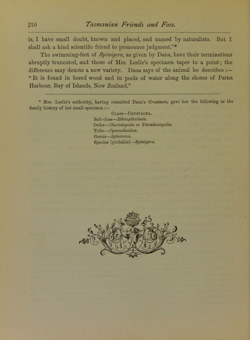 is, I have small doubt, known and placed, and named by naturalists. But I shall ask a kind scientific friend to pronounce judgment.”* The swimming-feet of Spinigera, as given by Dana, have their terminations abruptly truncated, and those of Mrs. Leslie’s specimen taper to a point; the difference may denote a new variety. Dana says of the animal he describes ;— “ It is found in bored wood and in pools of water along the shores of Parna Harbour, Bay of Islands, Hew Zealand.” * Mrs. Leslie’s authority, having consulted Dana’s Crustacea, gave her the following as the family history of her small specimen:— Class—Crustacea, Suh-class—Edriopthalmia. Order—Choristopoda or Tetrade<apolis, Tribe—Cymnothoidea. Genus—Spheroma, Species (probable)—Spinigera.