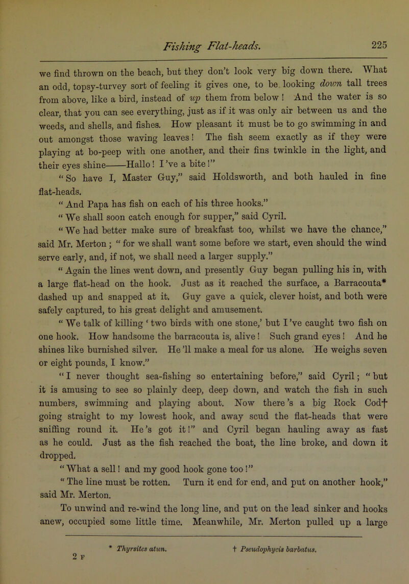 Fishing Flat-heads. we find thrown on the beach, but they don’t look very big down there. What an odd, topsy-turvey sort of feeling it gives one, to be looking dovm tall trees from above, like a bird, instead of up them from below ! And the water is so clear, that you can see everything, just as if it was only air between us and the weeds, and shells, and fishes. How pleasant it must be to go swimming in and out amongst those waving leaves! The fish seem exactly as if they were playing at bo-peep with one another, and their fins twinkle in the light, and their eyes shine Hallo! I’ve a bite!” “So have I, Master Guy,” said Holdsworth, and both hauled in fine flat-heads. “ And Papa has fish on each of his three hooks.” “ We shall soon catch enough for supper,” said Cyril. “We had better make sure of breakfast too, whilst we have the chance,” said Mr. Merton; “ for we shall want some before we start, even should the wind serve early, and, if not, we shall need a larger supply.” “ Again the lines went down, and presently Guy began pulling his in, with a large flat-head on the hook. Just as it reached the surface, a Barracouta* dashed up and snapped at it. Guy gave a quick, clever hoist, and both were safely captured, to his great delight and amusement. “We talk of killing ‘ two birds with one stone,’ but I’ve caught two fish on one hook. How handsome the barracouta is, alive! Such grand eyes! And he shines like burnished silver. He ’ll make a meal for us alone. He weighs seven or eight pounds, I know.” “ I never thought sea-fishing so entertaining before,” said Cyril; “ but it is amusing to see so plainly deep, deep down, and watch the fish in such numbers, swimming and playing about. How there’s a big Eock Cod-f* going straight to my lowest hook, and away scud the flat-heads that were snifl&ng round it. He’s got it!” and Cyril began hauling away as fast as he could. Just as the fish reached the boat, the line broke, and down it dropped. “What a sell! and my good hook gone too !” “ The line must be rotten. Turn it end for end, and put on another hook,” said Mr. Merton, To unwind and re-wind the long line, and put on the lead sinker and hooks anew, occupied some little time. Meanwhile, Mr. Merton pulled up a large 2 F Thyrsites atun. t Psevdophyds barbatus.