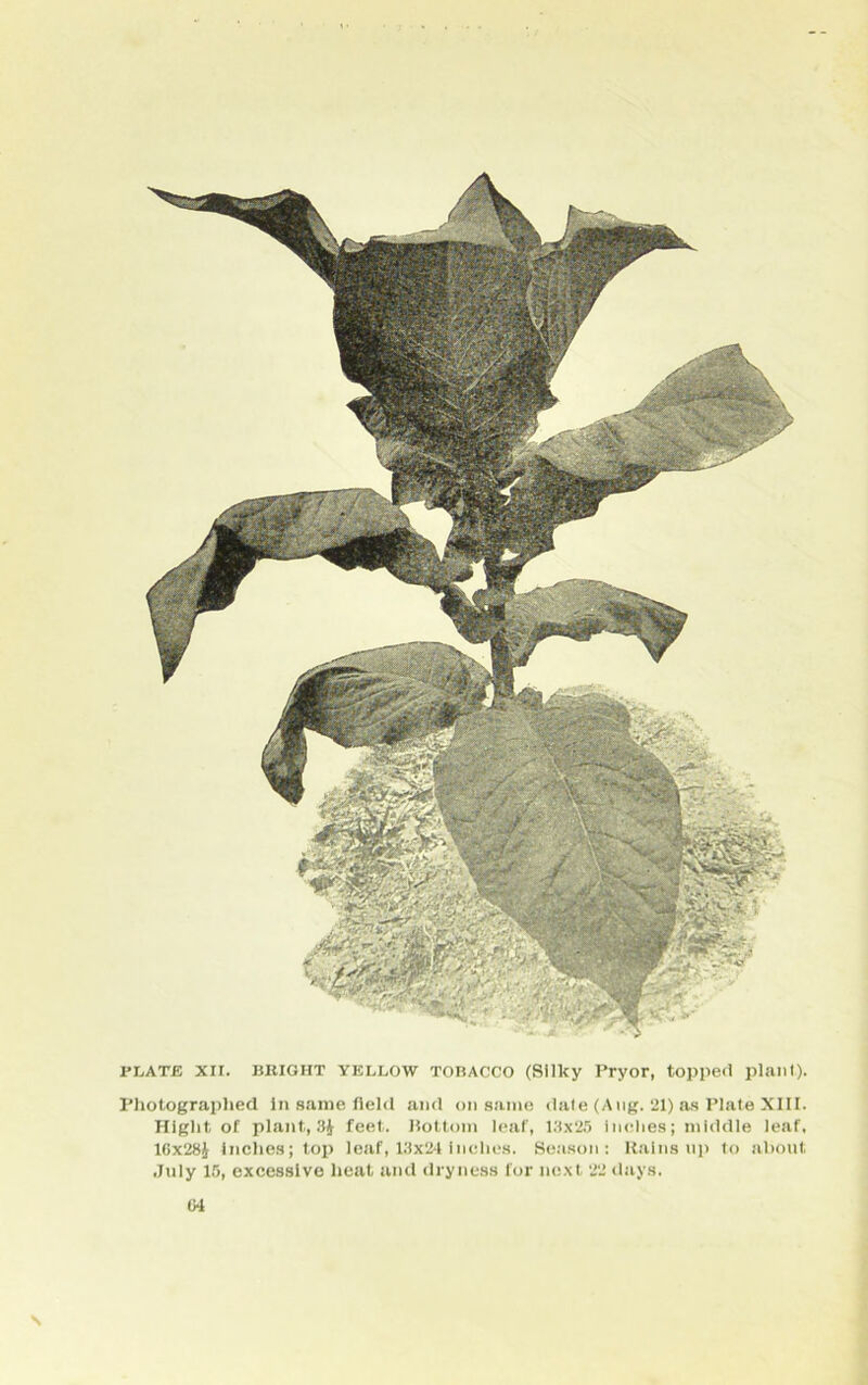 Photographed in same field and on same date (Aug. 21) as Plate XIII. Hlght of plant, 3J feet. Bottom leaf, 13x25 inches; middle leaf, 16x28J Inches; top leaf, 13x24 inches. Season: Rains up to about July 15, excessive heat and dryness for next 22 days. 04 \