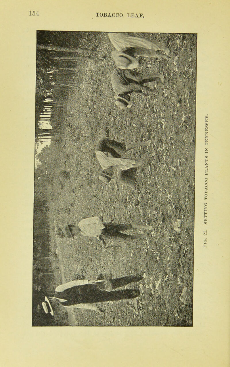 FIG. 21. SETTING TOBACCO PI.ANTS IN TENNESSEE.