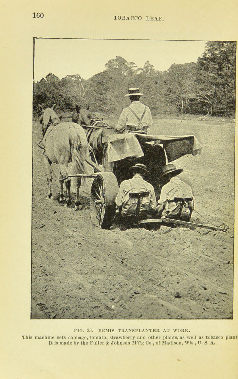 TOBACCO LEAF, FIG. 23. BEMIS TRANSPLANTER AT WORK. This machine sets cabbage, tomato, strawberry and other plants, as well as tobacco plant) Jt Is made by the Fuller* Johnson M’f’g Co., of Madison, Wls., U. S. A.