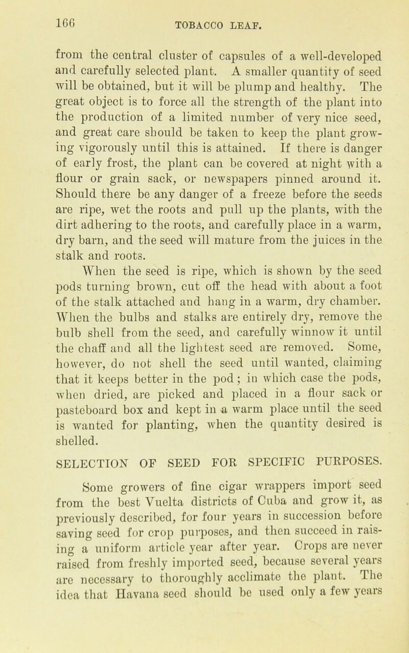 from the central cluster of capsules of a well-developed and carefully selected plant. A smaller quantity of seed will be obtained, but it will be plump and healthy. The great object is to force all the strength of the plant into the production of a limited number of very nice seed, and great care should be taken to keep the plant grow- ing vigorously until this is attained. If there is danger of early frost, the plant can be covered at night with a flour or grain sack, or newspapers pinned around it. Should there be any danger of a freeze before the seeds are ripe, wet the roots and pull up the plants, with the dirt adhering to the roots, and carefully place in a warm, dry barn, and the seed will mature from the juices in the stalk and roots. When the seed is ripe, which is shown by the seed pods turning brown, cut off the head with about a foot of the stalk attached and hang in a warm, dry chamber. When the bulbs and stalks are entirely dry, remove the bulb shell from the seed, and carefully winnow it until the chaff and all the lightest seed are removed. Some, however, do not shell the seed until wanted, claiming that it keeps better in the pod; in which case the pods, when dried, are picked and placed in a flour sack or pasteboard box and kept in a warm place until the seed is wanted for planting, when the quantity desired is shelled. SELECTION OF SEED FOR SPECIFIC PURPOSES. Some growers of fine cigar wrappers import seed from the best Vuelta districts of Cuba and grow it, as previously described, for four years in succession before saving seed for crop purposes, and then succeed in rais- ing a uniform article year after year. Crops are never raised from freshly imported seed, because several years are necessary to thoroughly acclimate the plant. The idea that Havana seed should be used only a few years