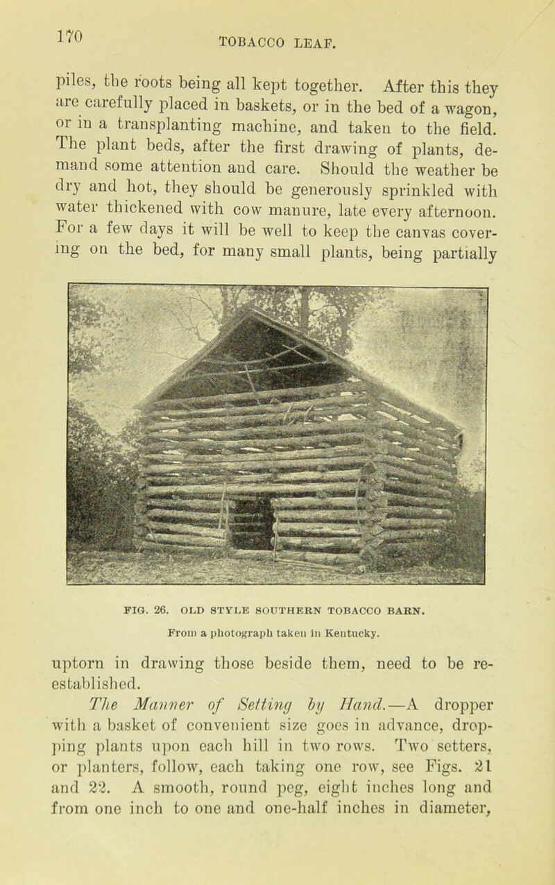 piles, the roots being all kept together. After this they are carefully placed in baskets, or in the bed of a wagon, or in a transplanting machine, and taken to the field. The plant beds, after the first drawing of plants, de- mand some attention and care. Should the weather be dry and hot, they should be generously sprinkled with water thickened with cow manure, late every afternoon. Tor a few days it will be well to keep the canvas cover- ing on the bed, for many small plants, being partially FIG. 26. OLD STYLE SOUTHERN TOBACCO BARN. From a photograph taken In Kentucky. uptorn in drawing those beside them, need to be re- established. The Marnier of Setting by Hand.—A dropper with a basket of convenient size goes in advance, drop- ping plants upon eacli hill in two rows. Two setters, or planters, follow, each taking one row, see Figs. 21 and 22. A smooth, round peg, eight inches long and from one inch to one and one-half inches in diameter,
