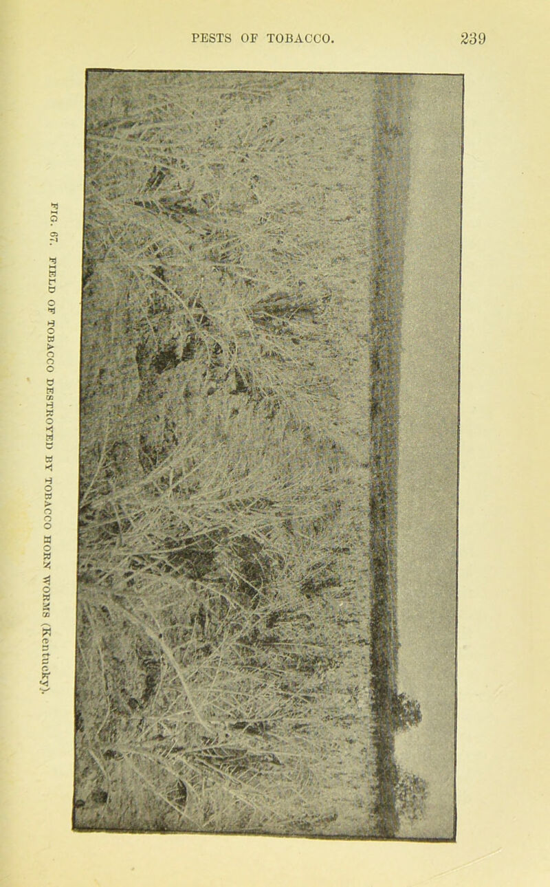 fig. 67. FIELD OF TOBACCO DESTROYED BY TOBACCO HORN WORMS (Kentucky).