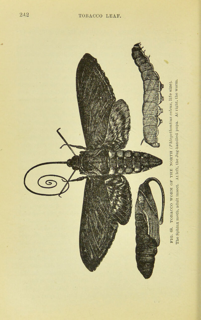 fig. 68. tobacco wobm of the north (Phlegetlwntius celeus, life size). The Sphinx moth, adult insect. At left, the Jug-handled pupa. At right, the worm.