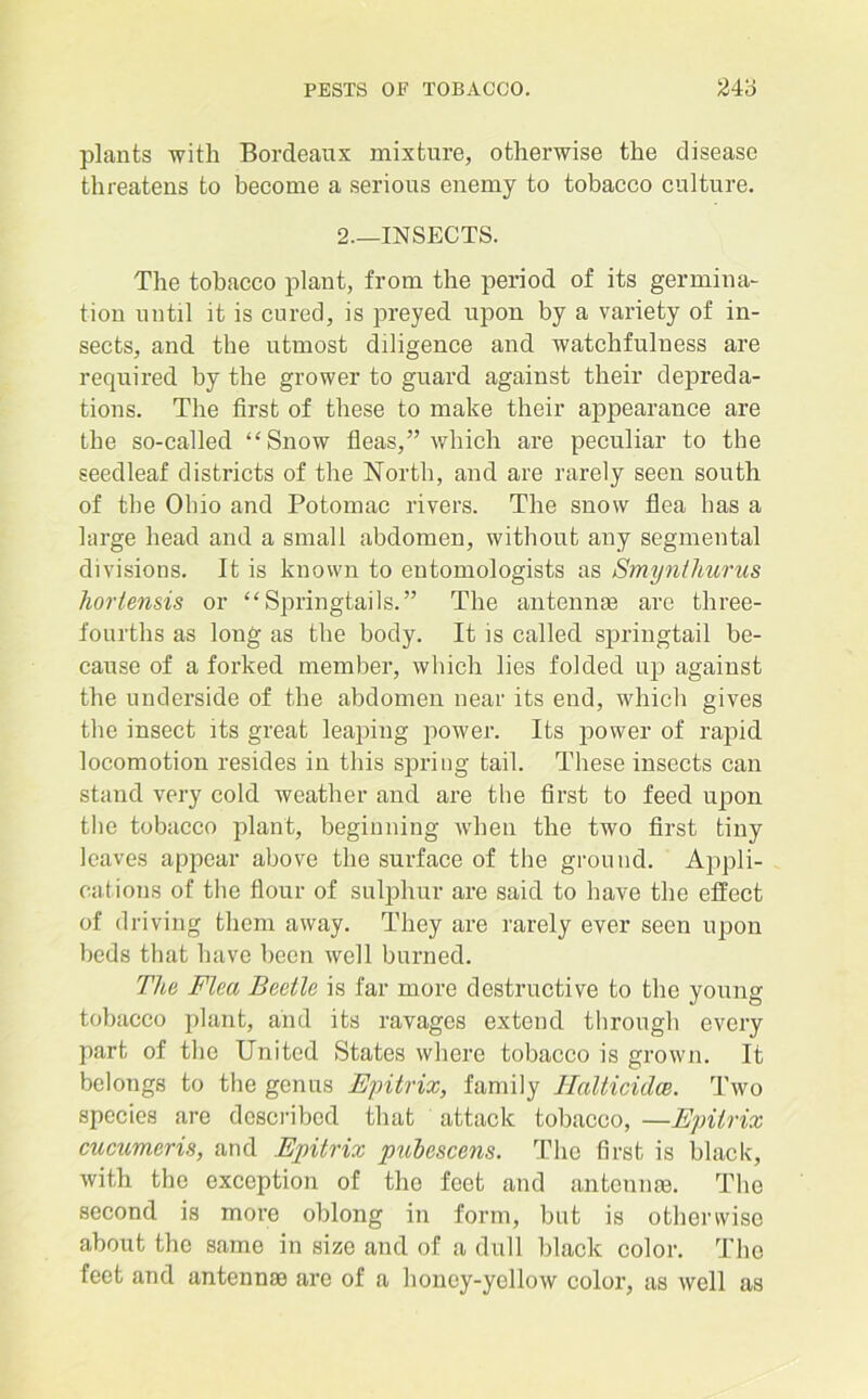 plants with Bordeaux mixture, otherwise the disease threatens to become a serious enemy to tobacco culture. 2—INSECTS. The tobacco plant, from the period of its germina- tion until it is cured, is preyed upon by a variety of in- sects, and the utmost diligence and watchfulness are required by the grower to guard against their depreda- tions. The first of these to make their appearance are the so-called “Snow fleas,” which are peculiar to the seedleaf districts of the North, and are rarely seen south of the Ohio and Potomac rivers. The snow flea has a large head and a small abdomen, without any segmental divisions. It is known to entomologists as Smynthurus hortensis or “ Springtails.” The antennae are three- fourths as long as the body. It is called springtail be- cause of a forked member, which lies folded up against the underside of the abdomen near its end, which gives the insect its great leaping power. Its power of rapid locomotion resides in this spring tail. These insects can stand very cold weather and are the first to feed upon the tobacco plant, beginning when the two first tiny leaves appear above the surface of the ground. Appli- cations of the flour of sulphur are said to have the effect of driving them away. They are rarely ever seen upon beds that have been well burned. The Flea Beetle is far more destructive to the young tobacco plant, and its ravages extend through every part of the United States where tobacco is grown. It belongs to the genus Epitrix, family Ilalticidce. Two species are described that attack tobacco, —Epitrix cucumeris, and Epitrix pubescens. The first is black, with the exception of the feet and antennae. The second is more oblong in form, but is otherwise about the same in size and of a dull black color. The feet and antennae are of a honey-yellow color, as well as