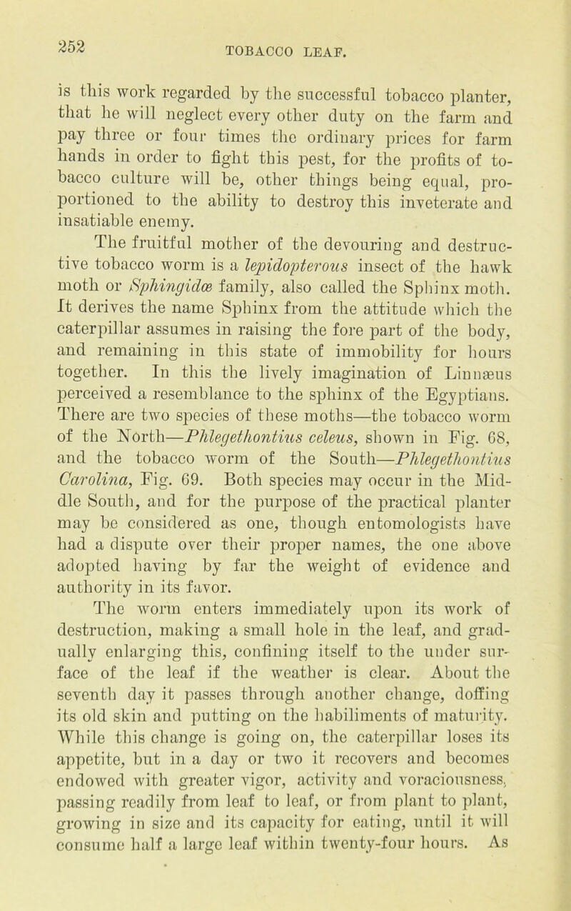is this work regarded by the successful tobacco planter, that he will neglect every other duty on the farm and pay three or four times the ordinary prices for farm hands in order to fight this pest, for the profits of to- bacco culture will be, other things being ecpial, pro- portioned to the ability to destroy this inveterate and insatiable enemy. The fruitful mother of the devouring and destruc- tive tobacco worm is a lepidopterous insect of the hawk moth or Spliingidce family, also called the Sphinx moth. It derives the name Sphinx from the attitude which the caterpillar assumes in raising the fore part of the body, and remaining in this state of immobility for hours together. In this the lively imagination of Linnaeus perceived a resemblance to the sphinx of the Egyptians. There are two species of these moths—the tobacco worm of the North—Phlegethontius celeus, shown in Fig. 68, and the tobacco worm of the South—Phlegethontius Carolina, Fig. 69. Both species may occur in the Mid- dle South, and for the purpose of the practical planter may be considered as one, though entomologists have had a dispute over their proper names, the one above adopted having by far the weight of evidence and authority in its favor. The worm enters immediately upon its work of destruction, making a small hole in the leaf, and grad- ually enlarging this, confining itself to the under sur- face of the leaf if the weather is clear. About the seventh day it passes through another change, doffing its old skin and putting on the habiliments of maturity. While this change is going on, the caterpillar loses its appetite, but in a day or two it recovers and becomes endowed with greater vigor, activity and voraciousness, passing readily from leaf to leaf, or from plant to plant, growing in size and its capacity for eating, until it will consume half a large leaf within twenty-four hours. As